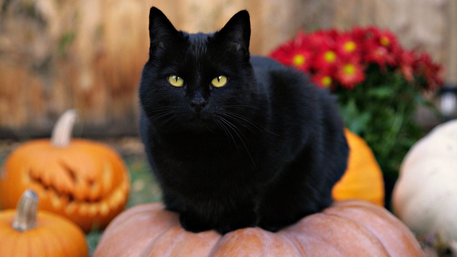 1920x1080 Black Kitten And Halloween Pumpkins Wallpaper