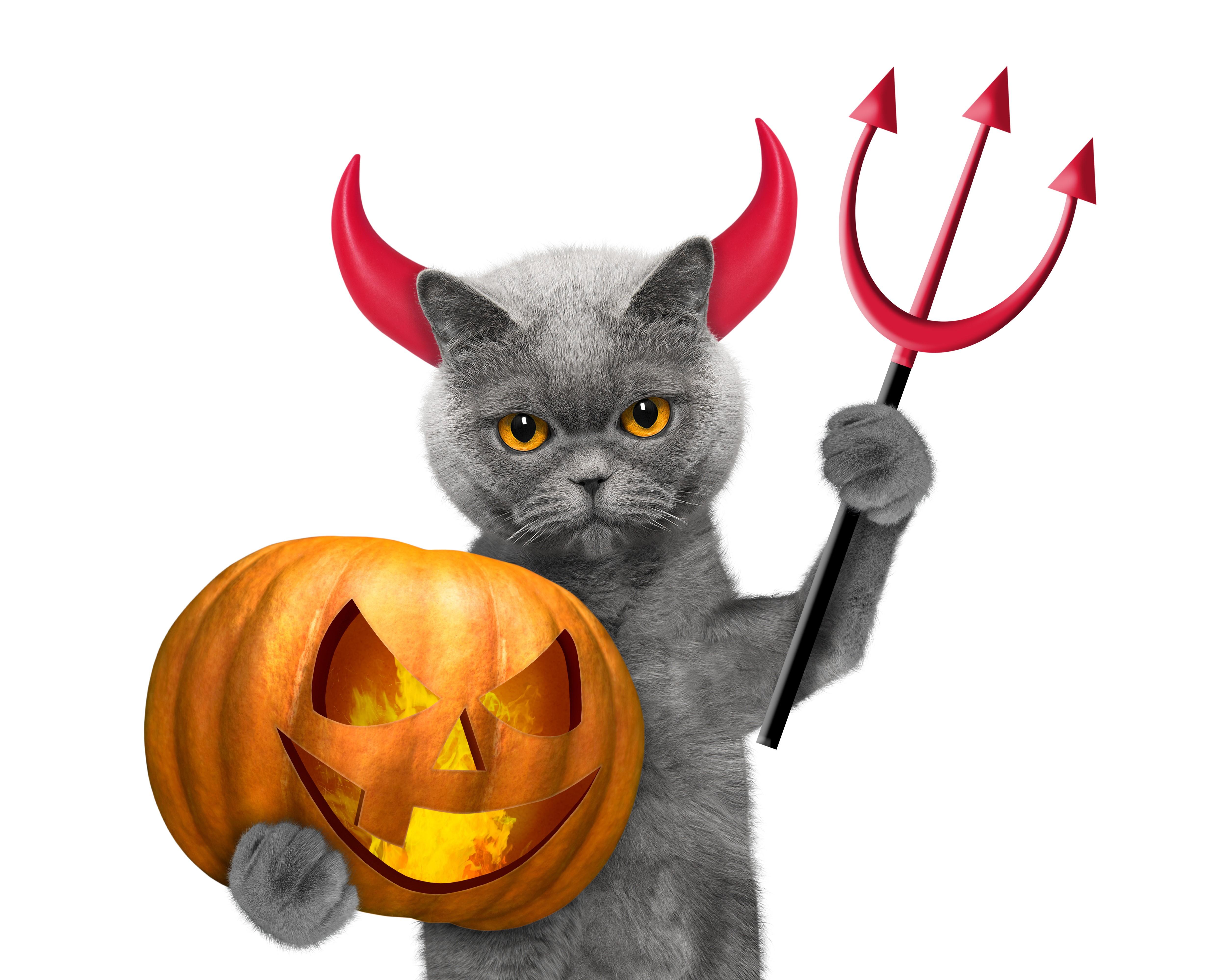 5000x4000 4K, 5K, Cats, Halloween, Pumpkin, White background HD Wallpaper