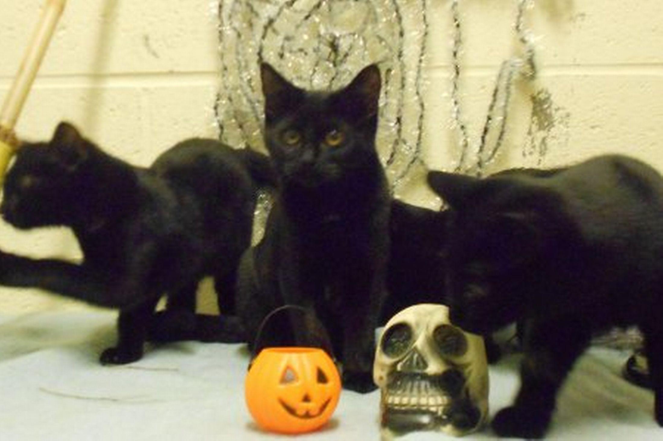 2197x1463 Galleries Related: Happy Halloween Kitten, Cute Halloween Animals, Halloween Kitten Costumes, Halloween Kitten Clip Art, Cute Halloween Kitten Wallpaper