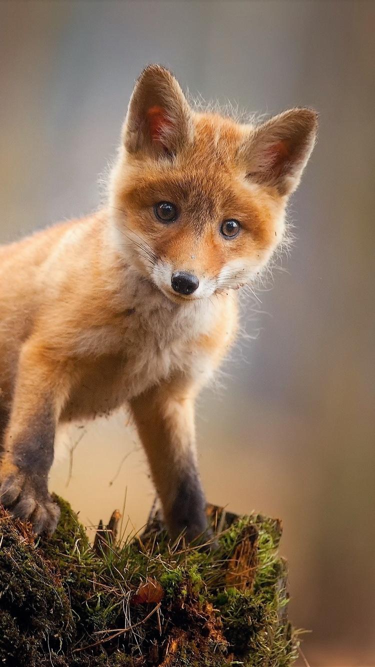 750x1334 Fox Cub Baby Animal Cute HD iPhone iPhone 6S, iPhone 7 HD 4k Wallpaper, Image, Background, Photo and Picture