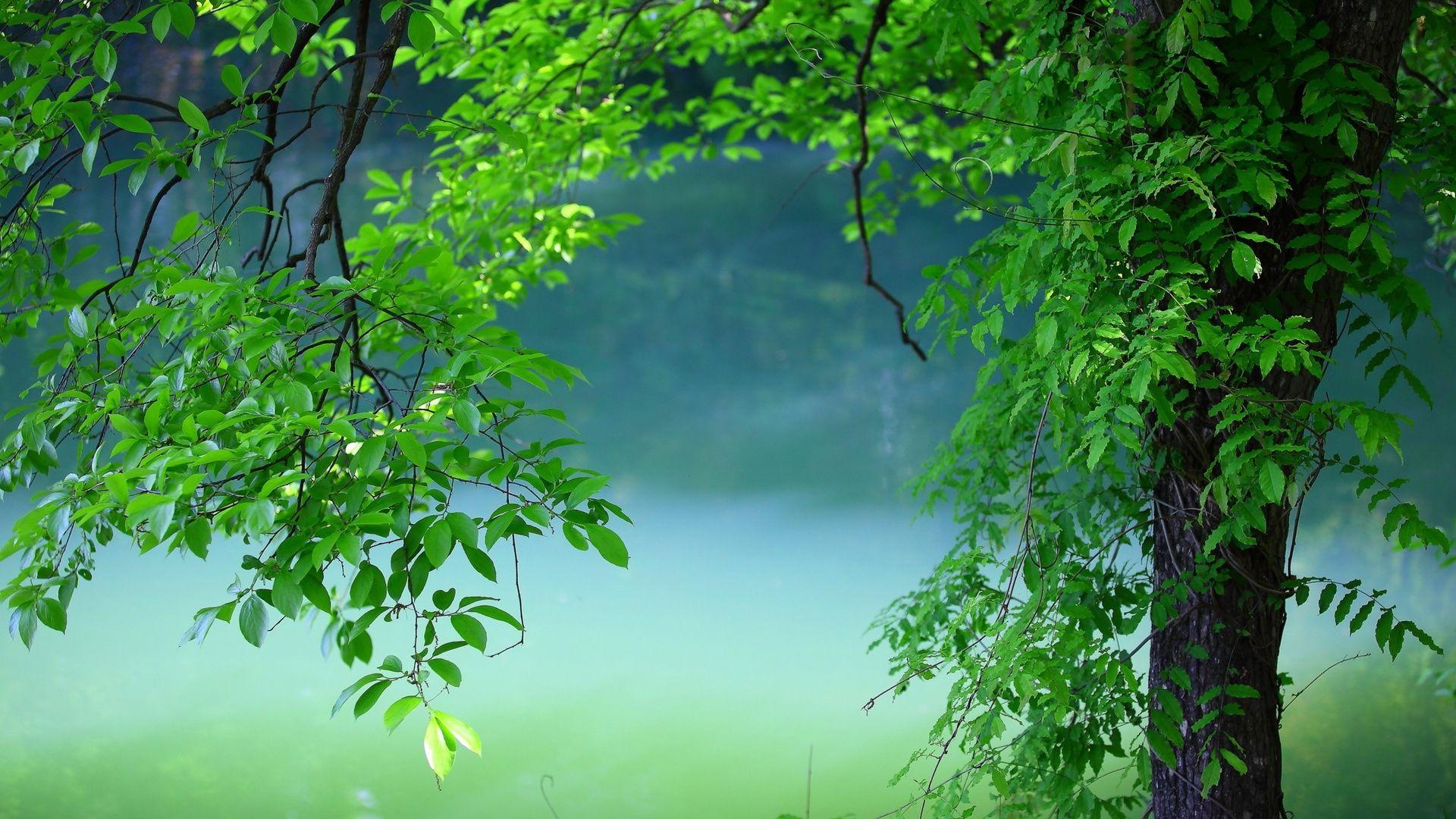 1920x1080 Tree Leaves Summer Laptop Full HD 1080P HD 4k Wallpaper