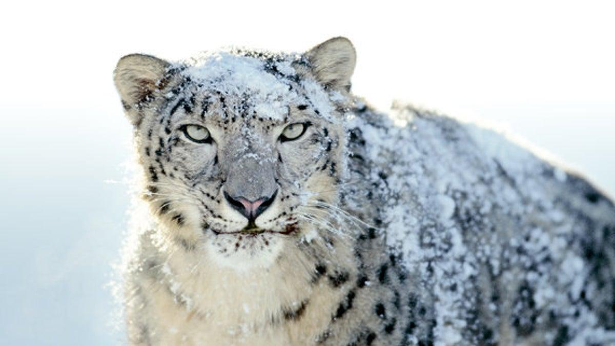 1200x675 Apple recruits famous Impressionist: Snow Leopard wallpaper gallery