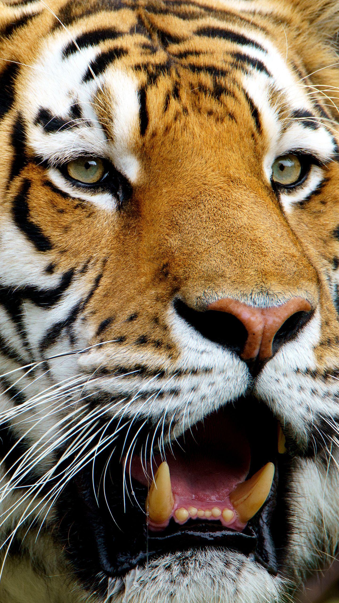 1440x2560 Samsung Galaxy S7 Tiger Wallpaper