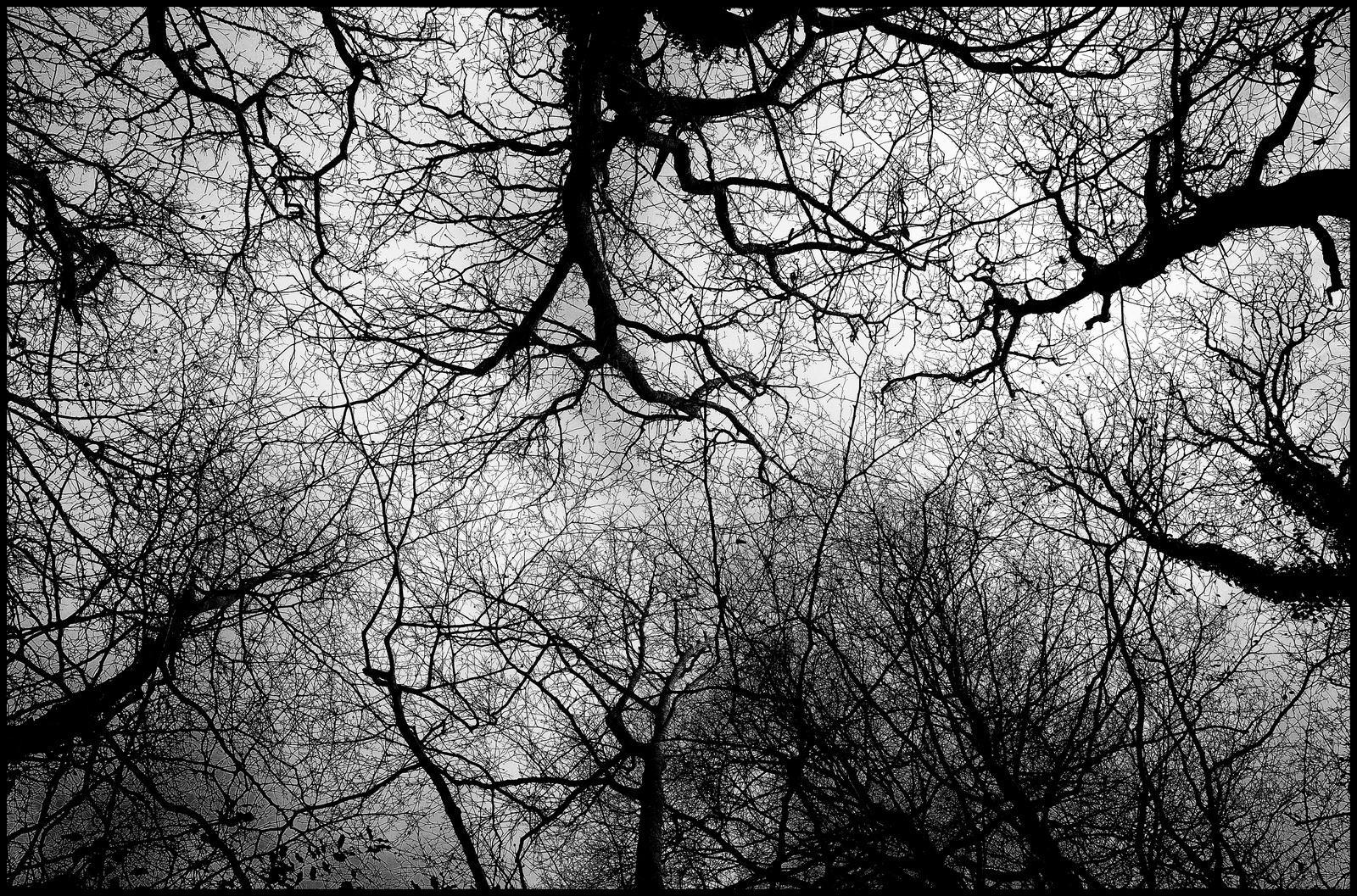 1600x1057 black and white landscapes trees forest france monochrome artwork french skies james lapett 1600x High Quality Wallpaper, High Definition Wallpaper