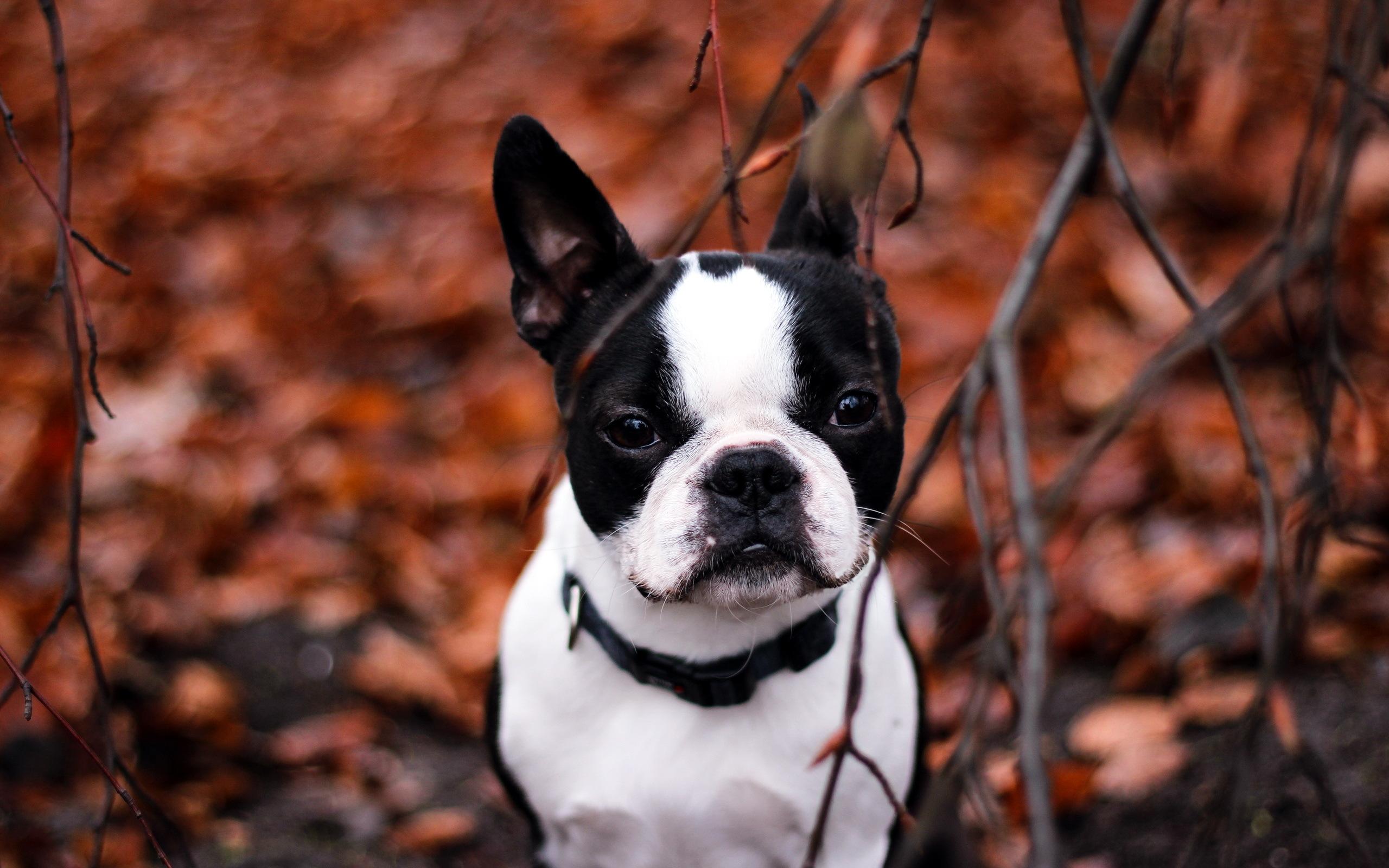 2560x1600 French Bulldog Black, White, Branch）HD Dog Wallpaper
