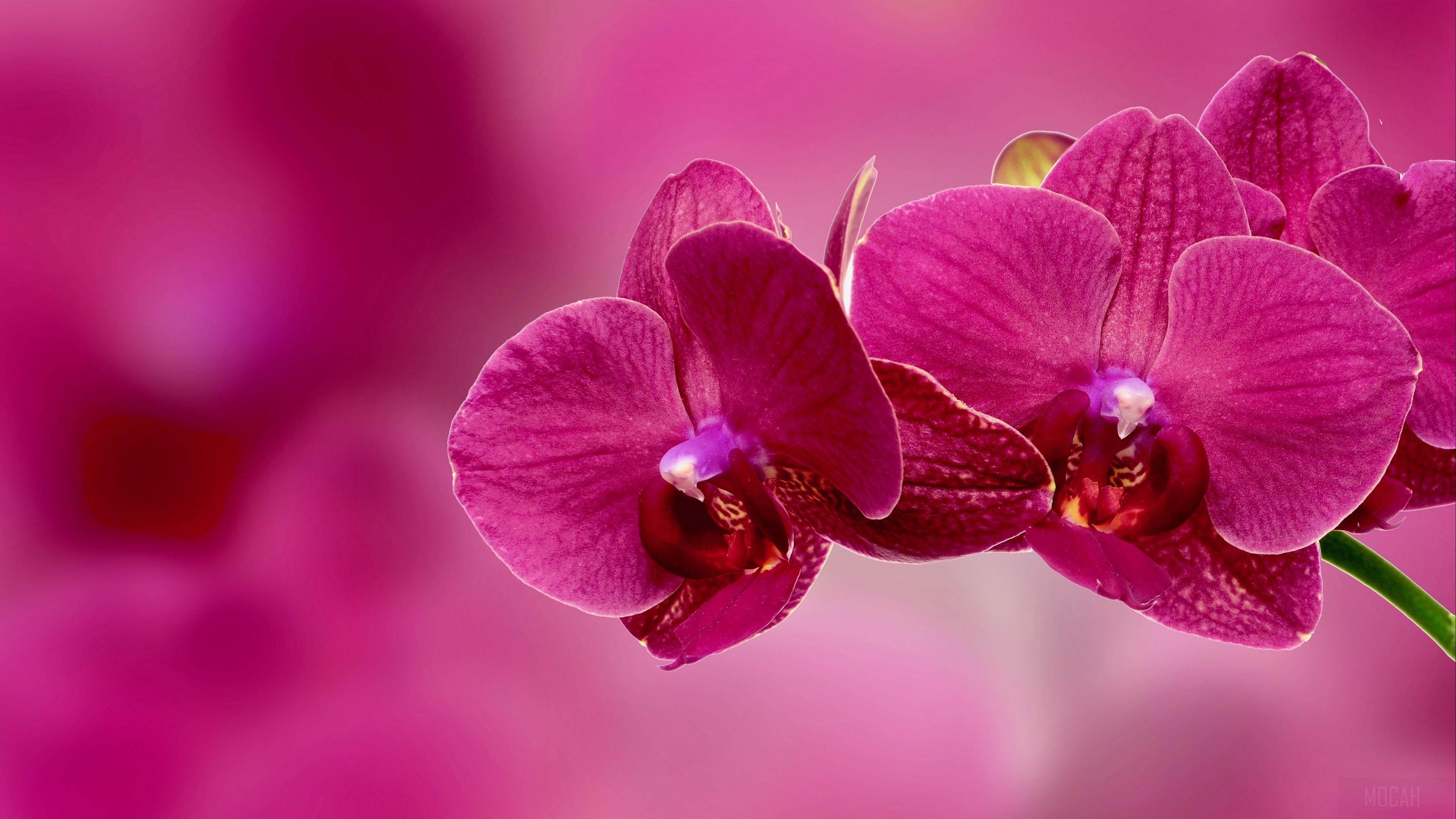 3840x2160 orchid, flower, petals, pink 4k wallpaper HD Wallpaper