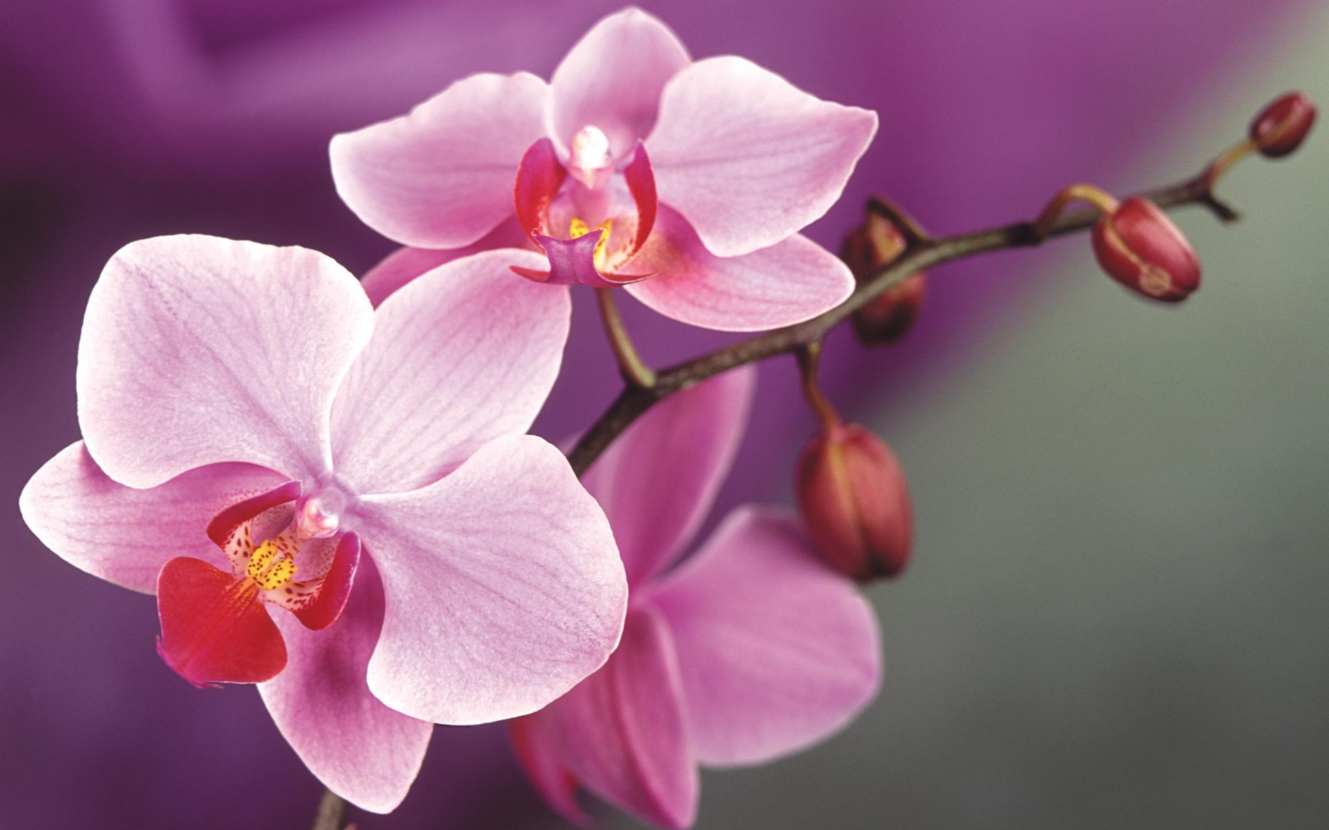 1920x1200 Orchid Flower wallpaperx1200