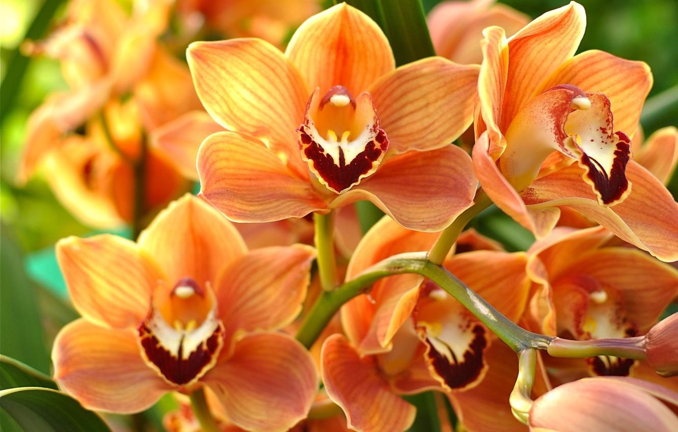 1332x850 Wallpaper macro, orange, Orchid image for desktop, section цветы