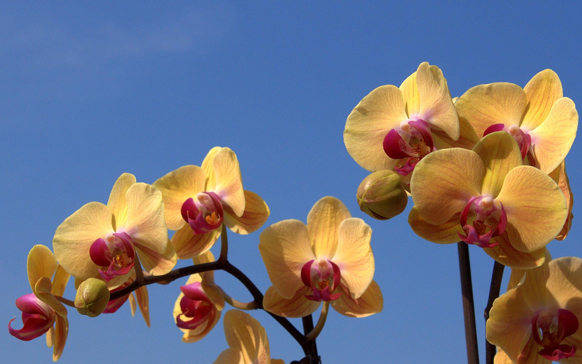 1920x1202 Orchid Phalaenopsis Wallpaper