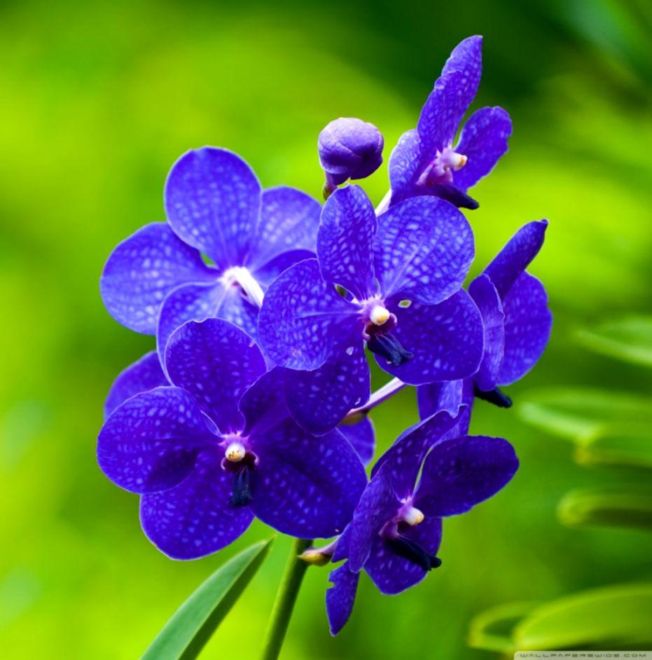 931x942 Blue Orchids ❤ 4k HD Desktop Wallpaper For 4k Ultra Flower Image HD