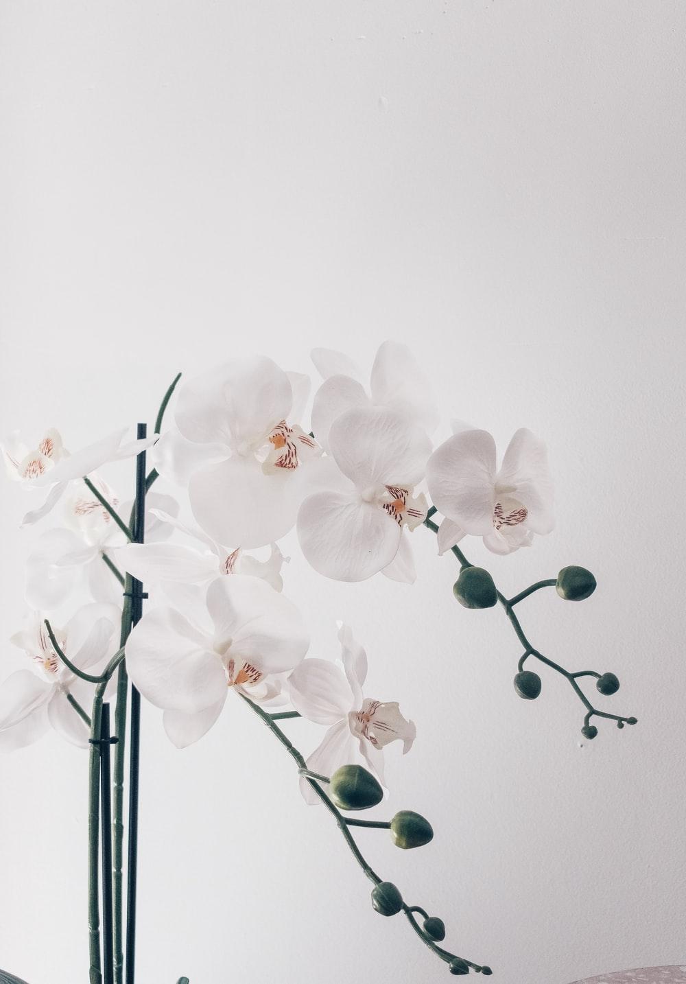 1000x1434 white orchids flowers photo