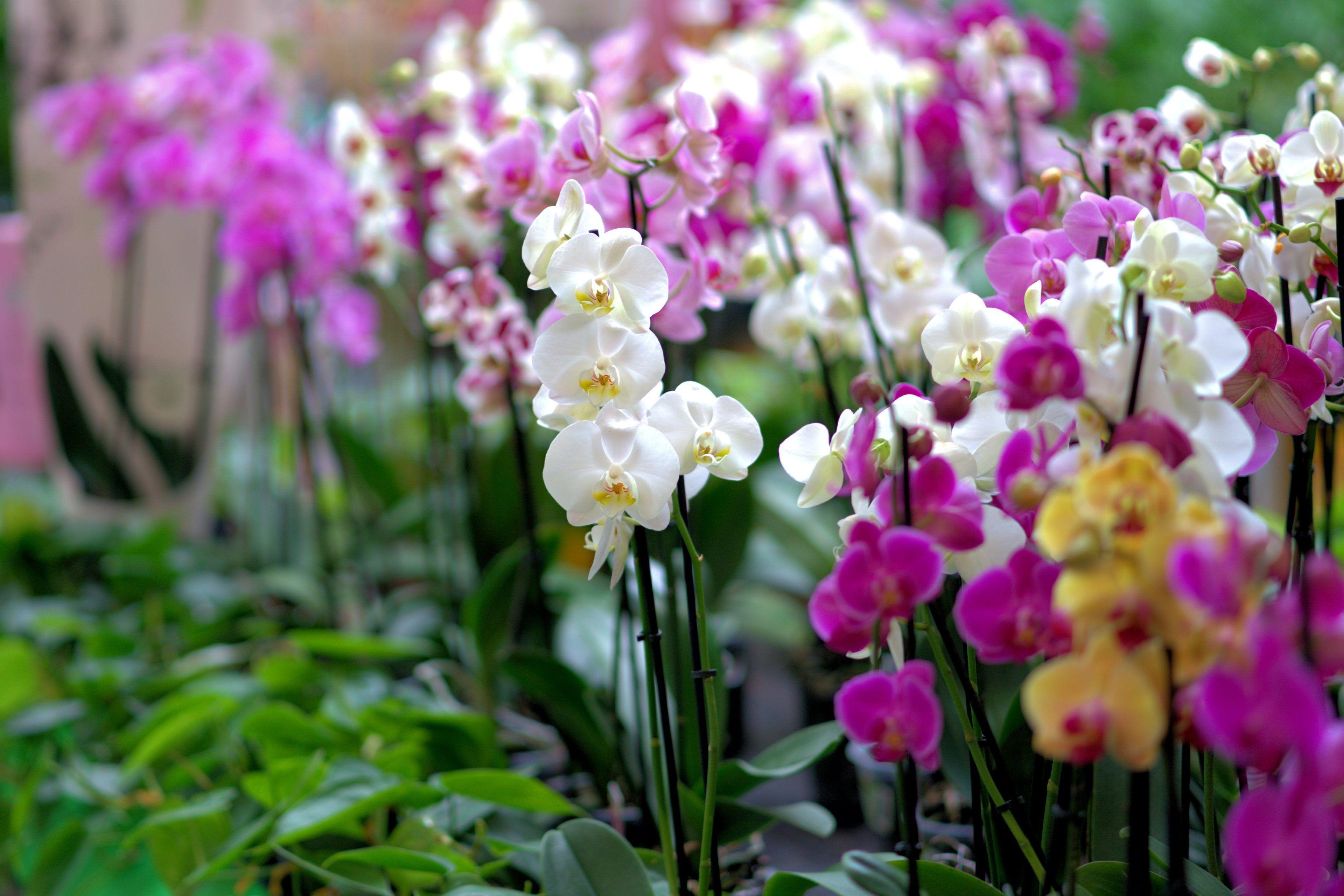 3840x2560 Colorful Orchids Wallpaper