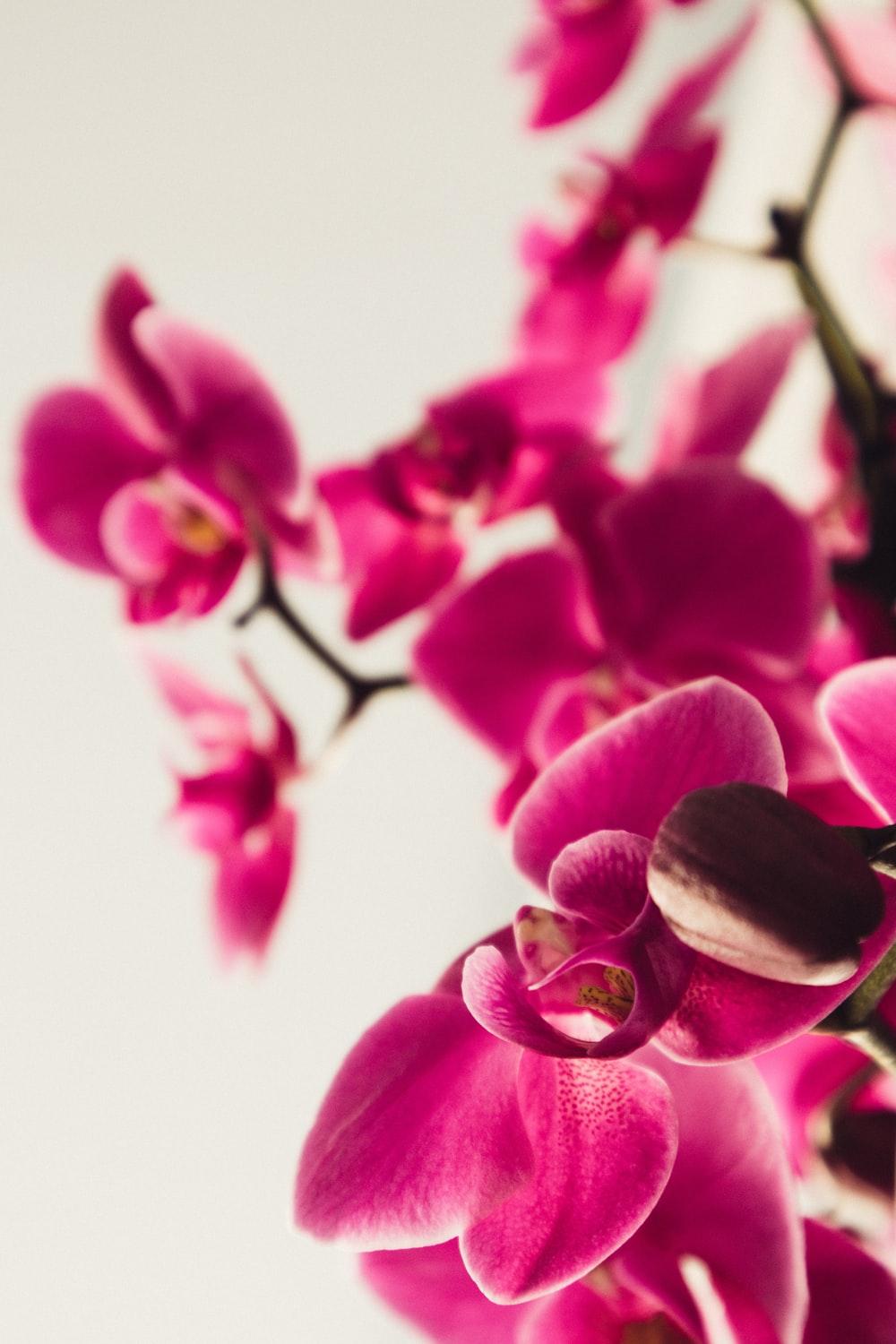 1000x1500 red moth orchid flower photo