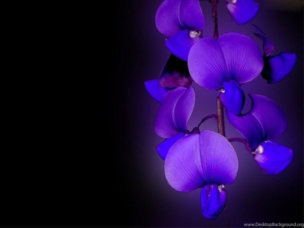 1024x768 Free Orchid Flower Wallpaper In White, Blue, Red Color Desktop Background