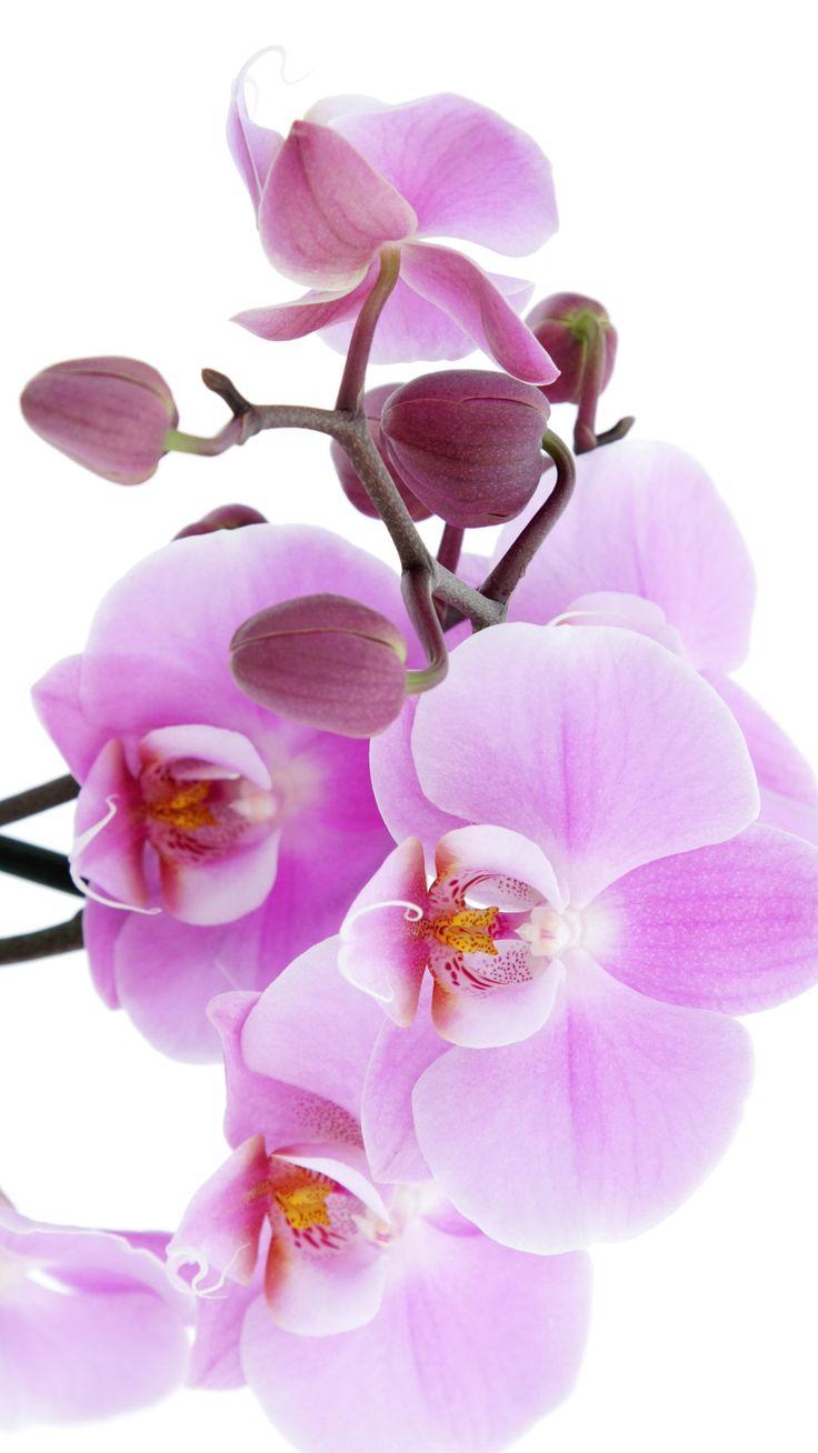 736x1308 Pure Pink Orchid IPhone 6 Wallpaper Download. IPhone Wallpaper, IPad Wallpaper One Stop Download. Orchid Wallpaper, Flower Wallpaper, Virtual Flowers