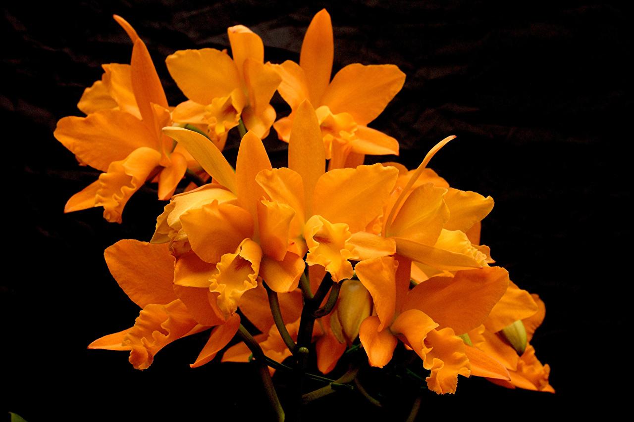 Orange Orchids Wallpapers - Top Free Orange Orchids Backgrounds