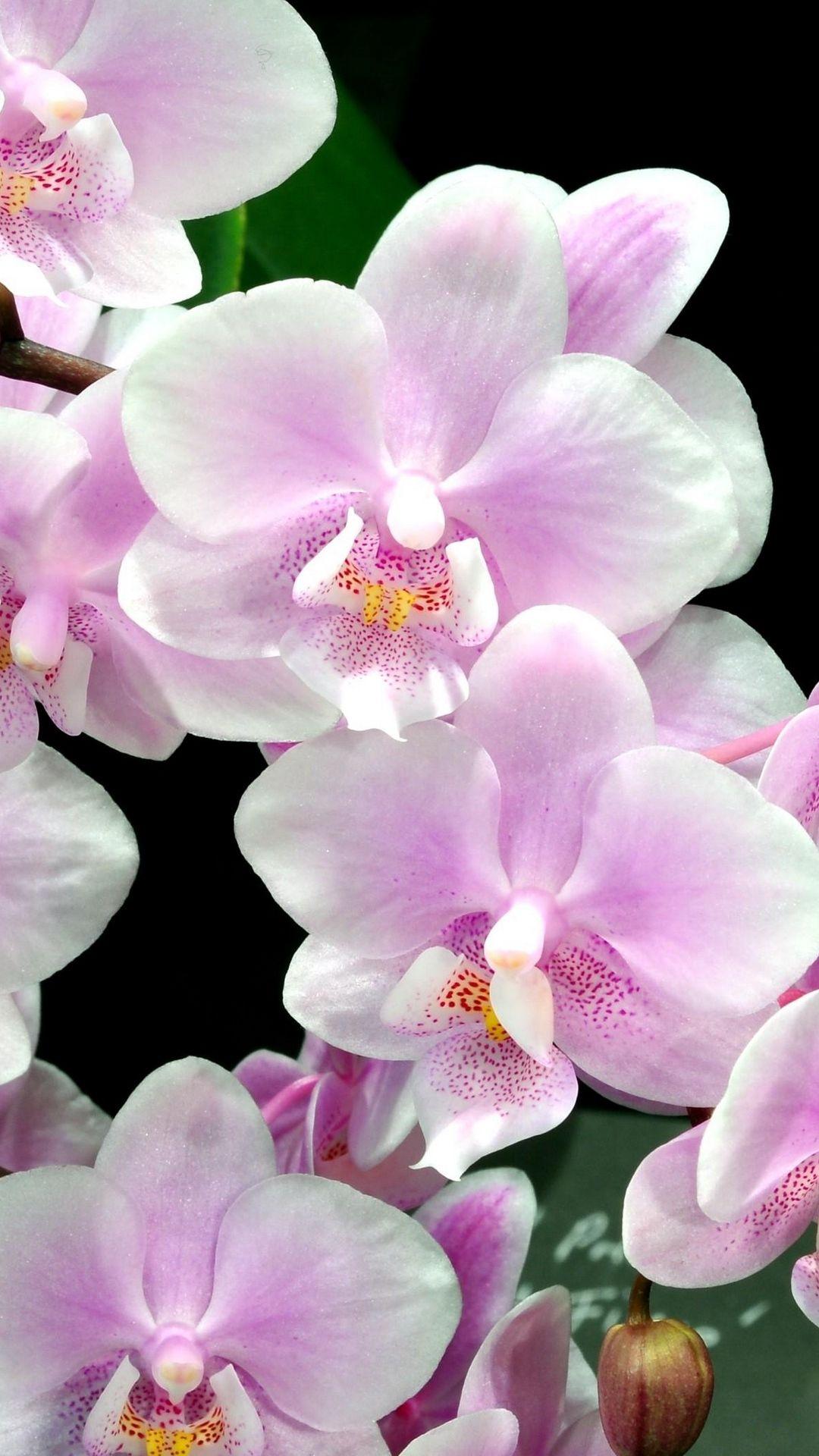 1080x1920 Orchid Flower iPhone Wallpaper