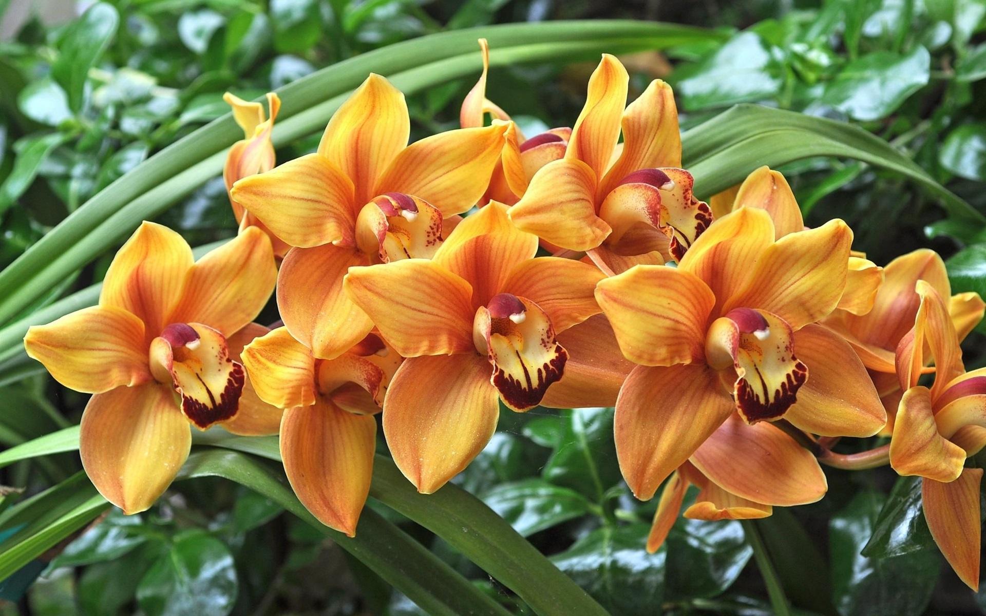 1920x1200 Wallpaper Orange orchids, green leaves 1920x1200 HD Picture, Image