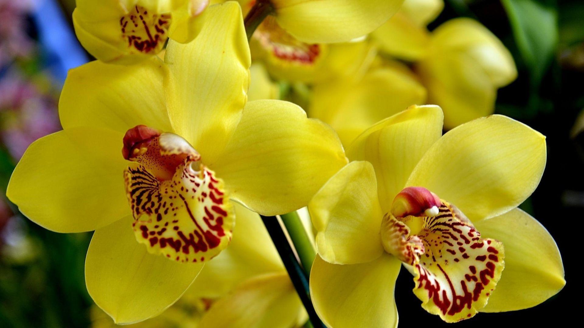 1920x1080 Yellow Orchids Wallpaper