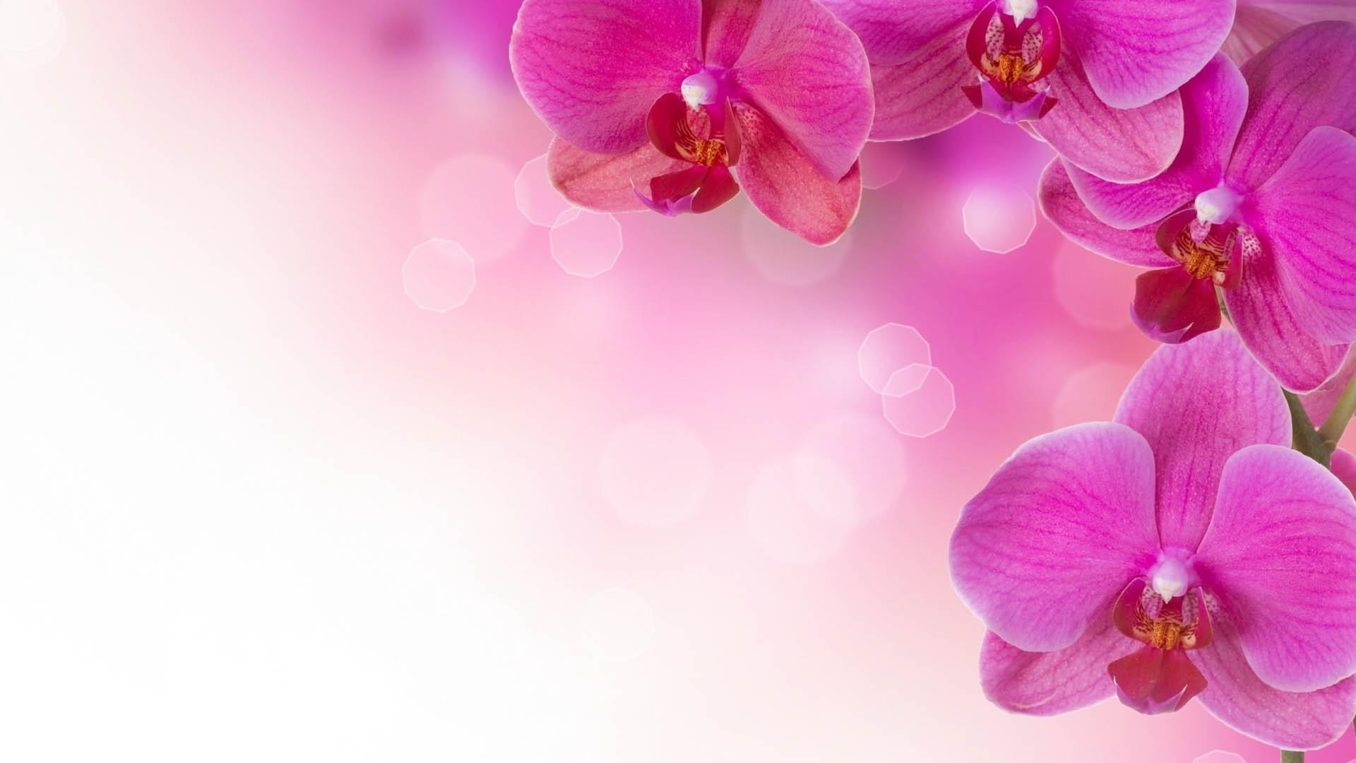 1920x1080 orchid HD wallpaper, Background