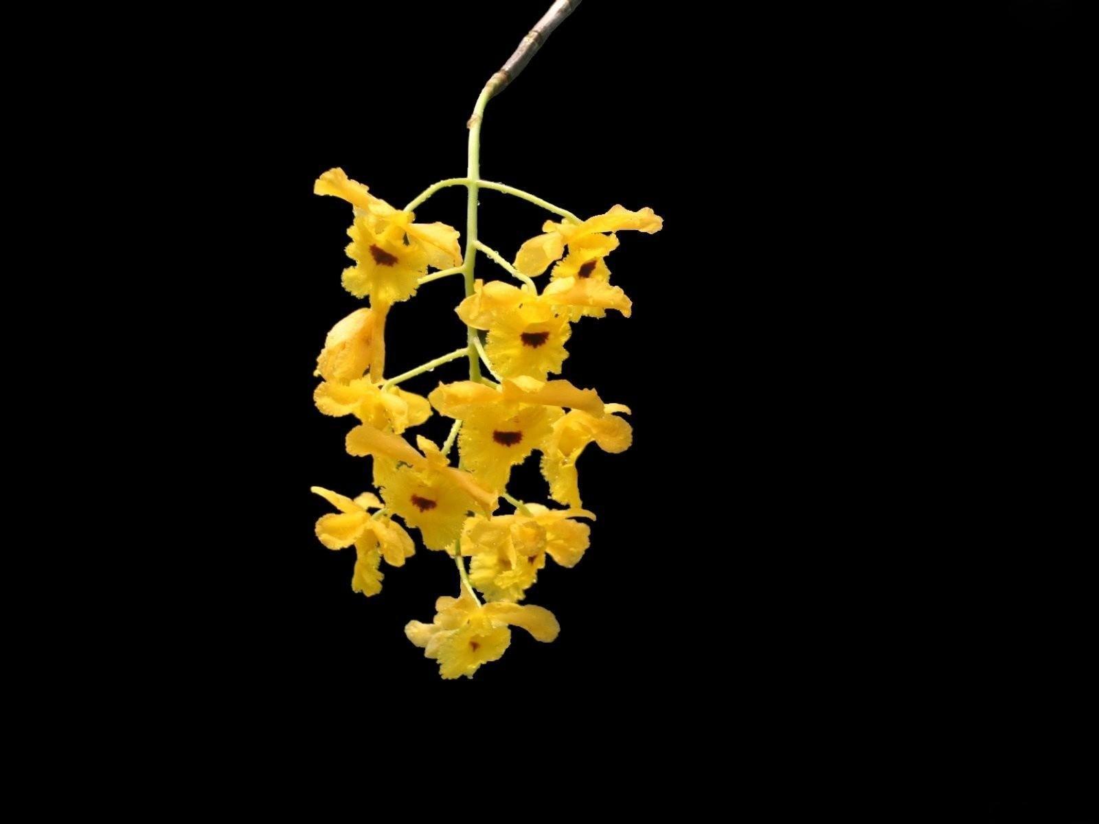 1600x1200 1600x1200 Orchid, Flower, Yellow, Branch, Black background wallpaper JPG