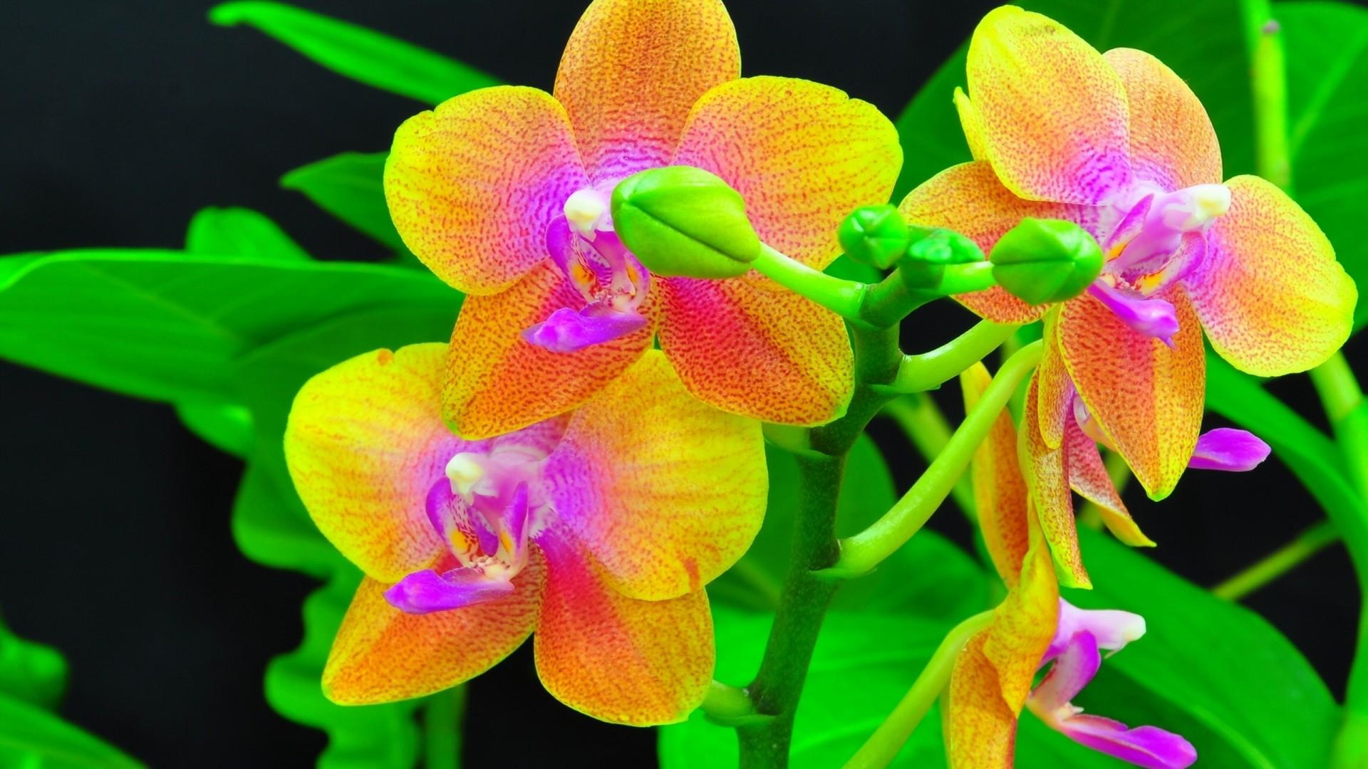 1920x1080 Orchids Close Up Orange And Red Flower Petals_2560x1600 :