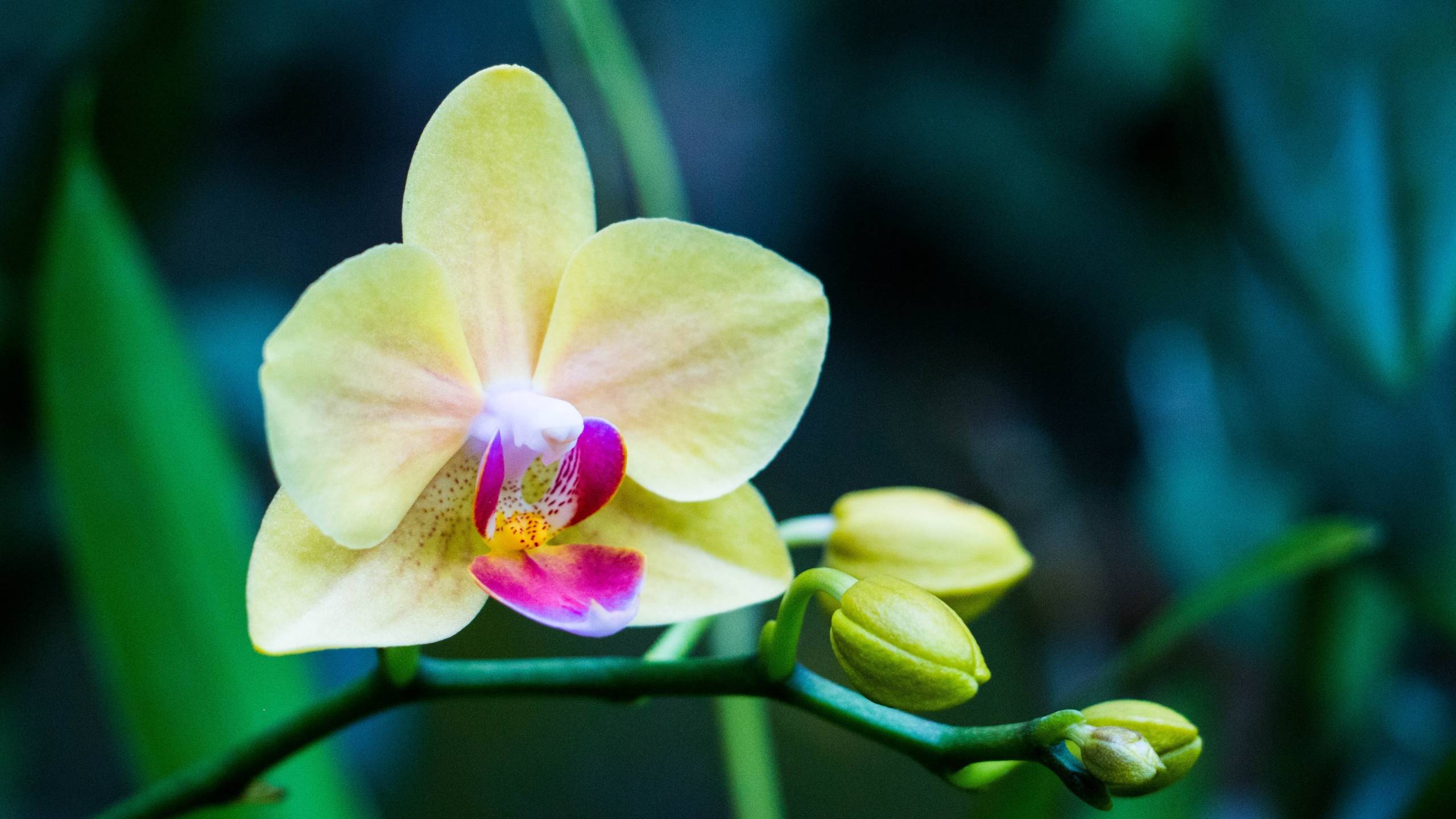 2560x1440 orchid, flower, bud 1440P Resolution Wallpaper, HD Flowers 4K Wallpaper, Image, Photo and Background