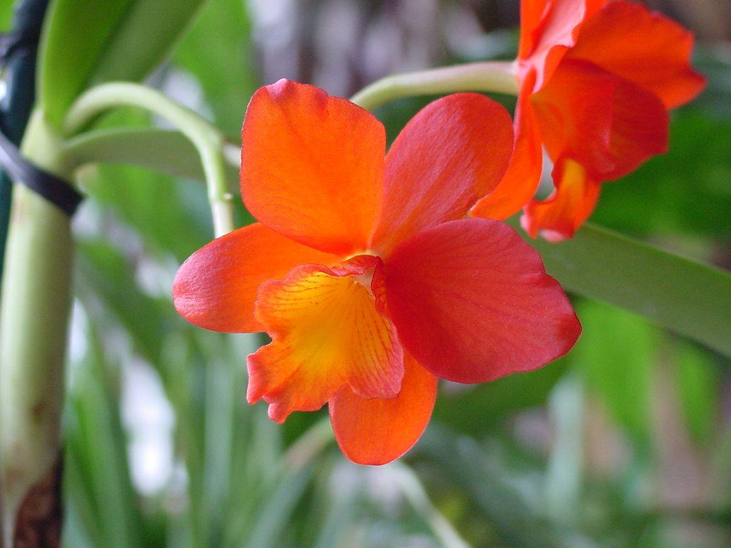 Orange Orchids Wallpapers - Top Free Orange Orchids Backgrounds