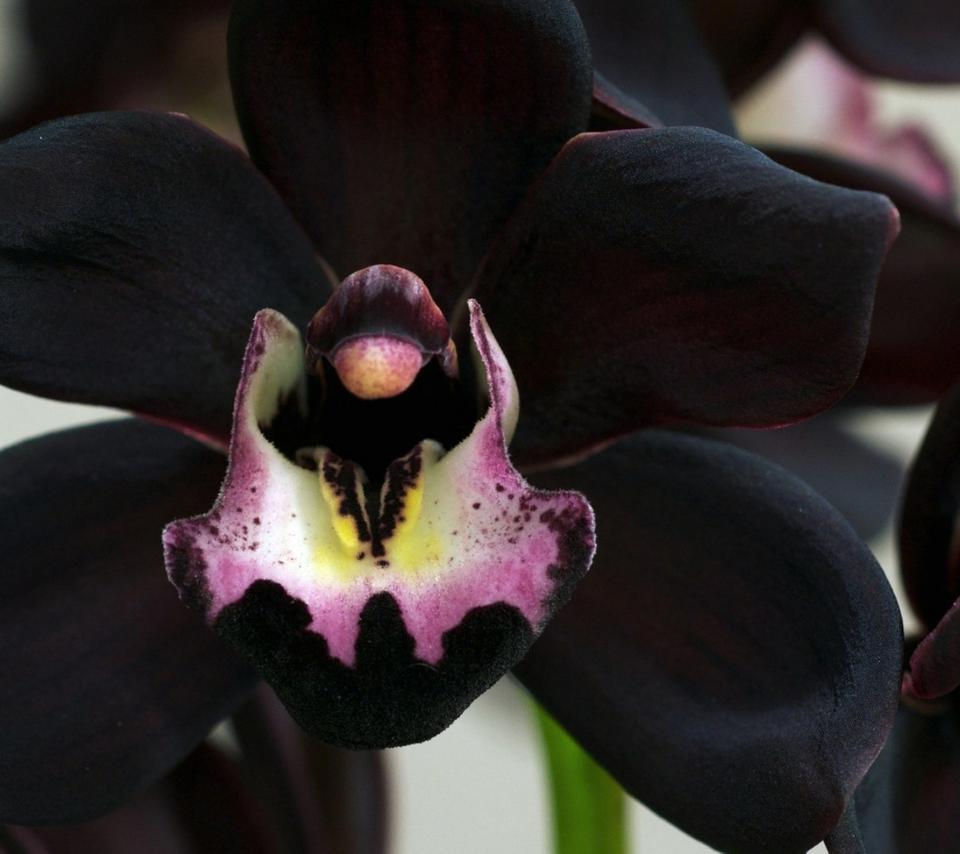 960x854 Wonderful rare black orchid flower