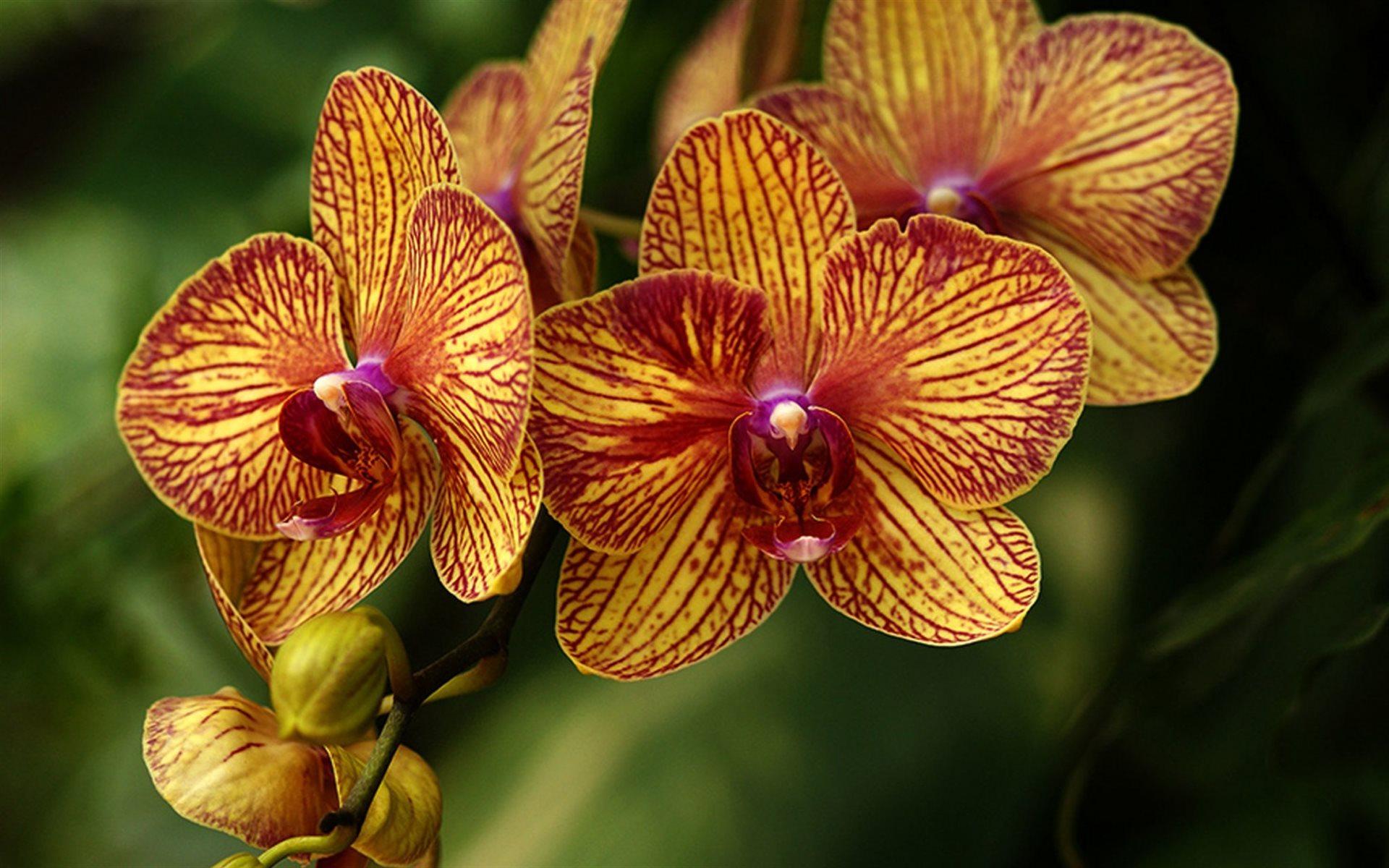 Orange Orchids Wallpapers - Top Free Orange Orchids Backgrounds