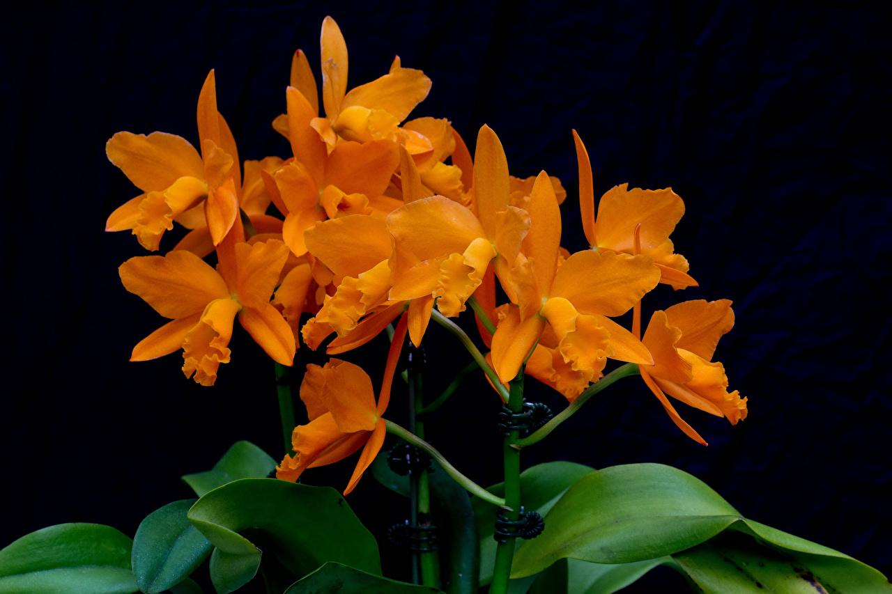 Orange Orchids Wallpapers - Top Free Orange Orchids Backgrounds