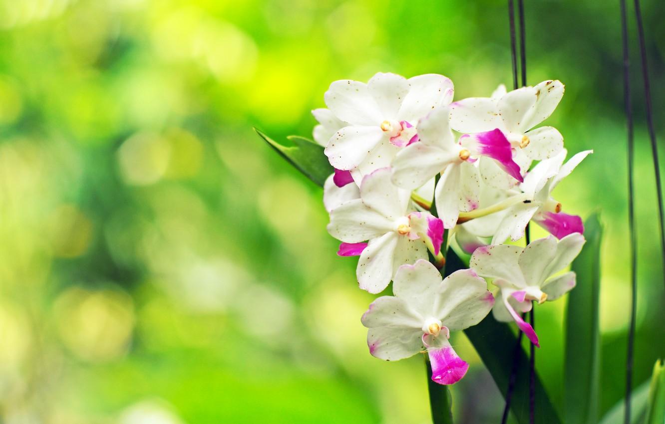 1332x850 Photo Wallpaper Flowers, Flowering, Orchid, Flowers, Flower Wallpaper HD