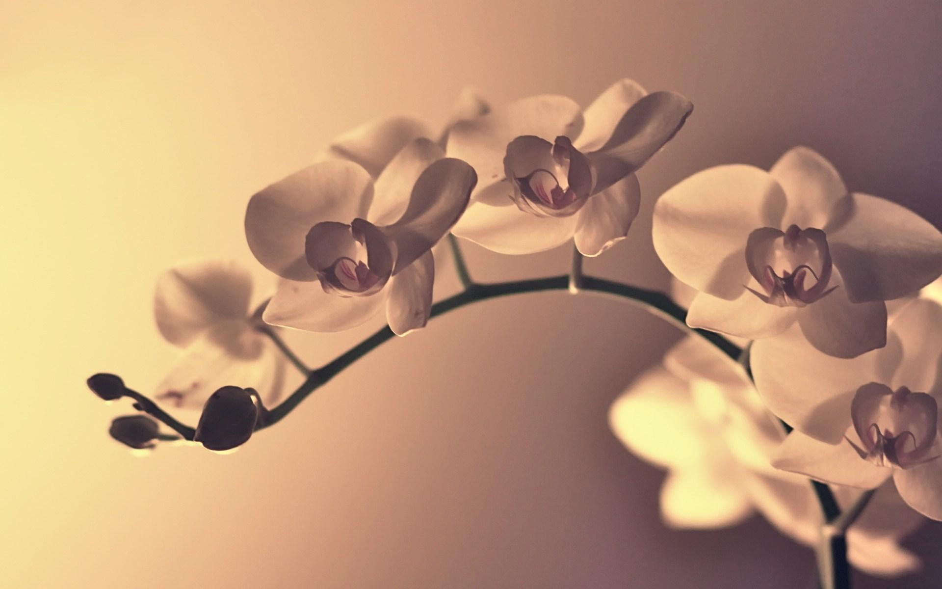 1920x1200 Orchid Flower Wallpaper