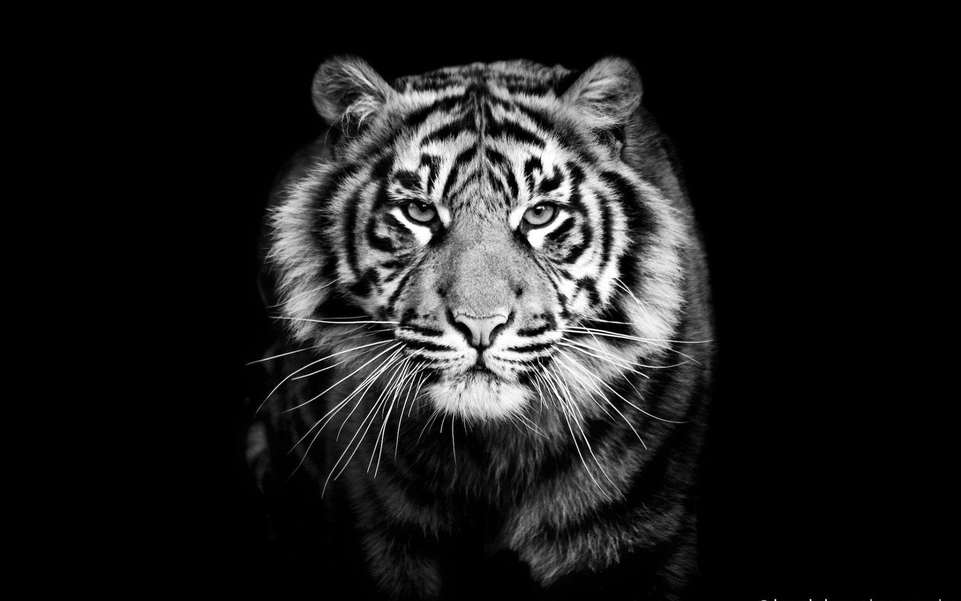 Tiger Wallpaper 4k Black - Ex Wallpaper