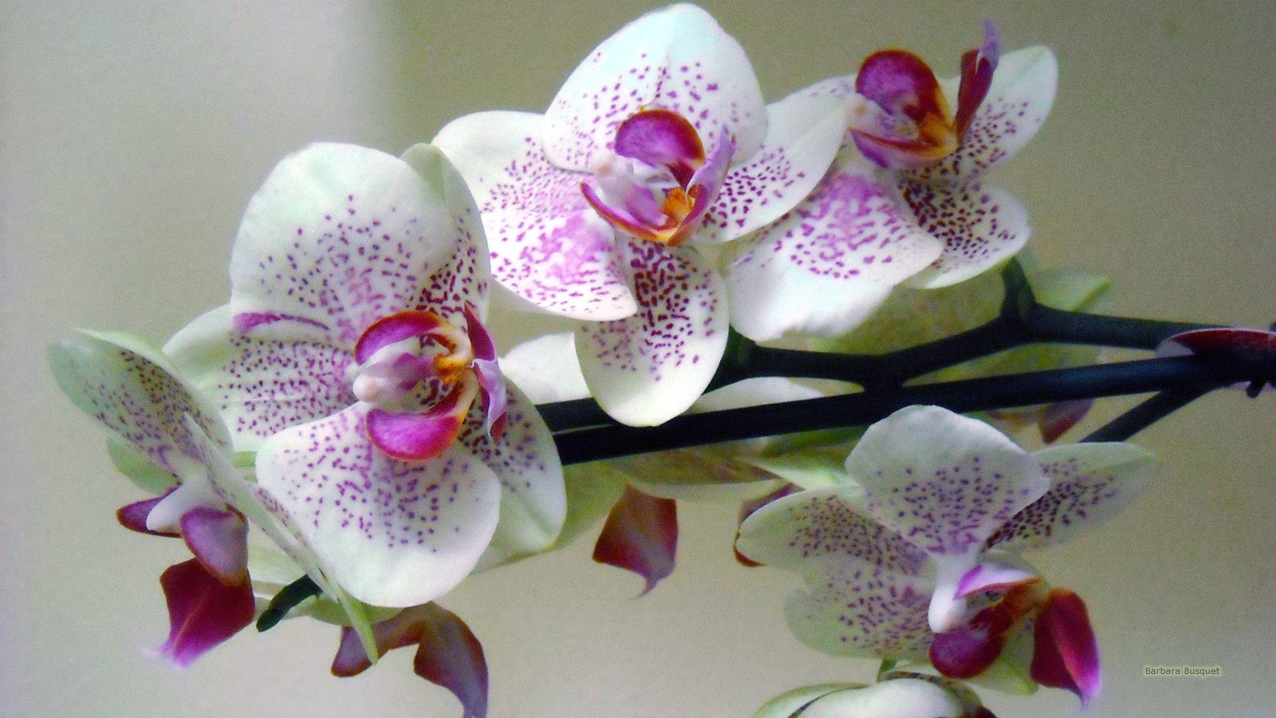 2560x1440 Colorful Orchids Wallpaper