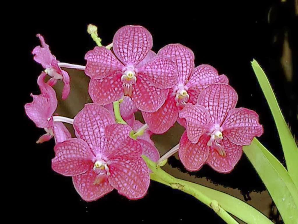 1024x768 Orchid flowerx768 s, resolution, wallpaper for mobile