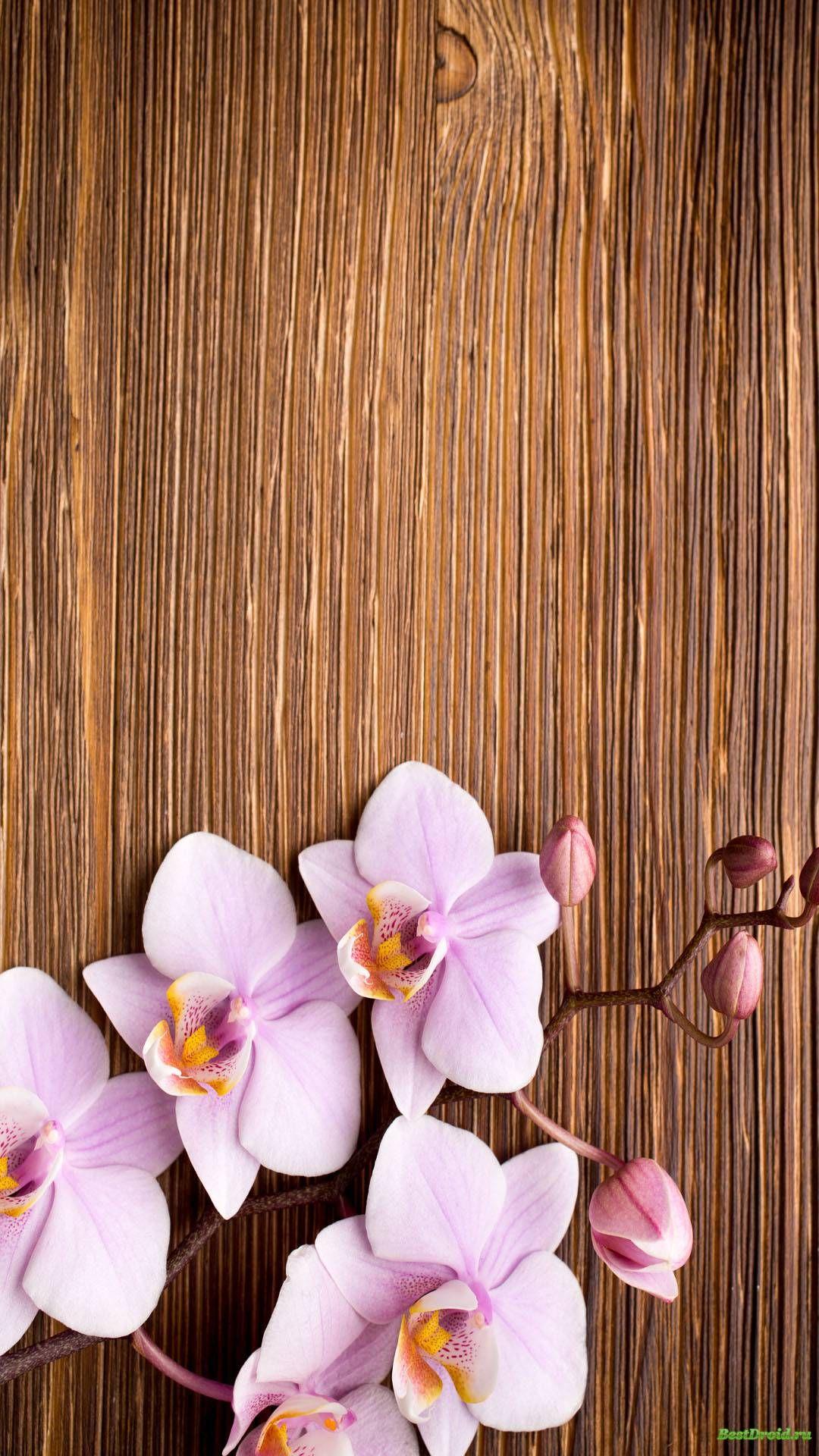 1080x1920 Orchid Flower iPhone Wallpaper