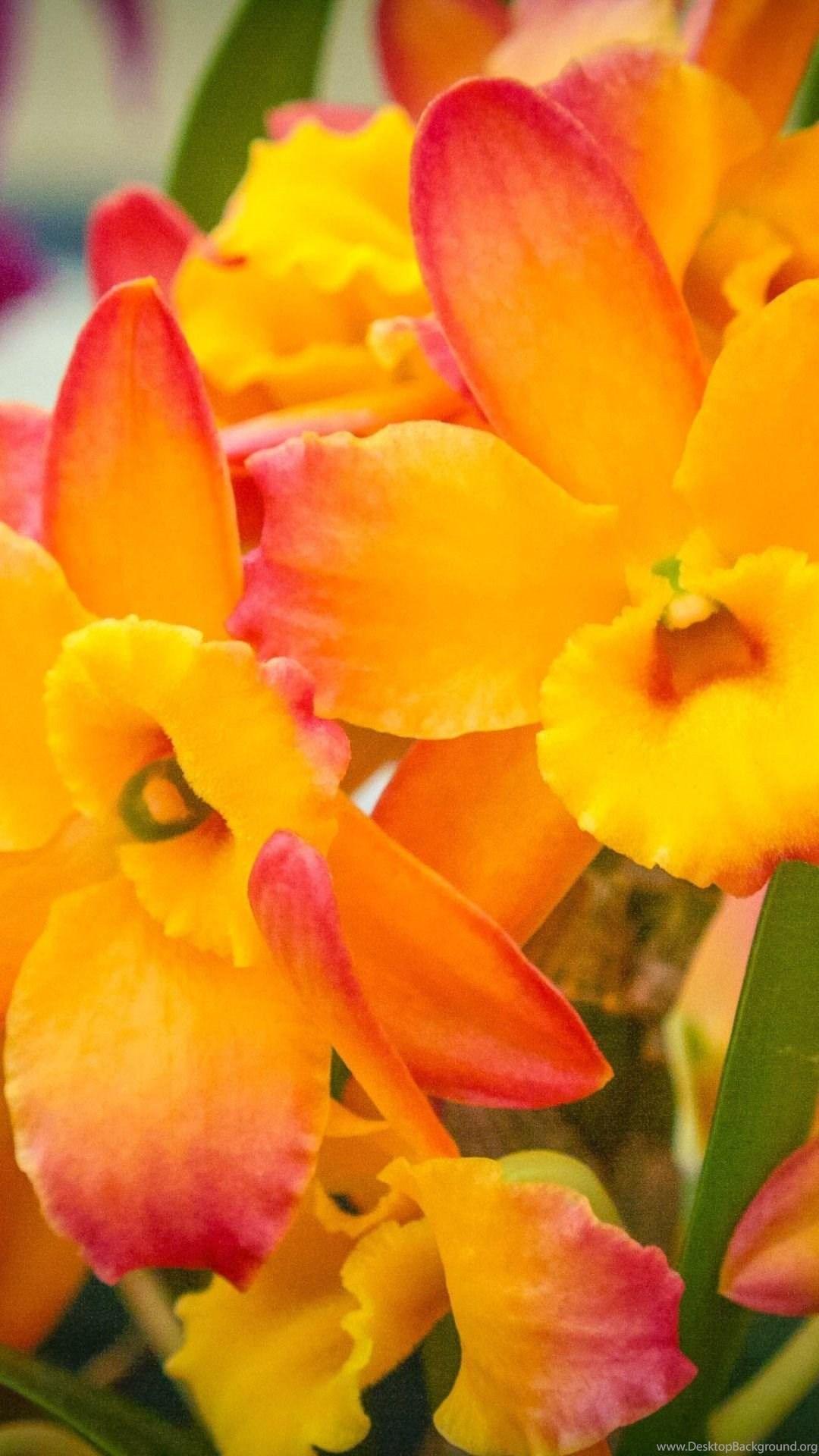 Orange Orchids Wallpapers - Top Free Orange Orchids Backgrounds