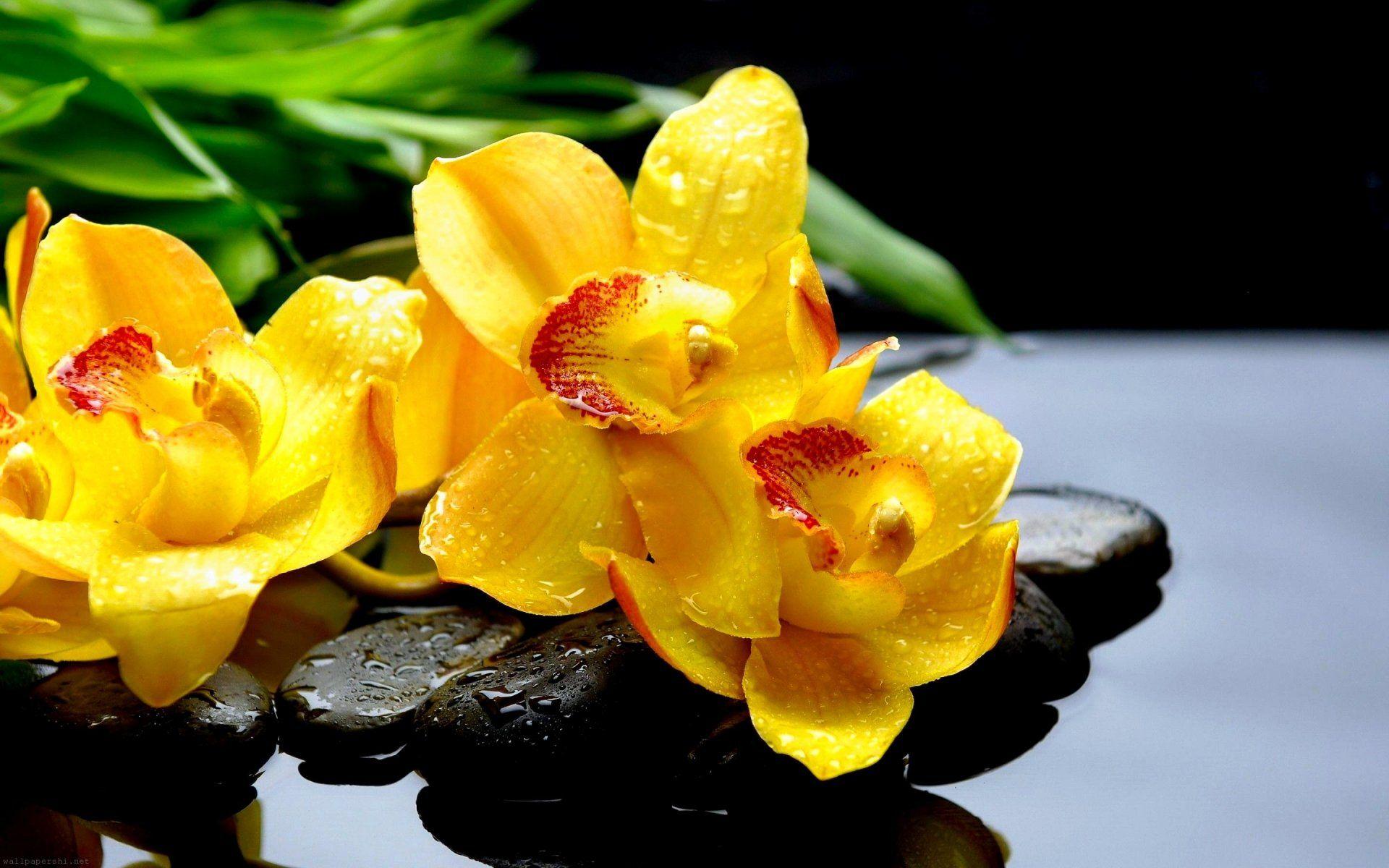 1920x1200 Yellow Orchids Wallpaper