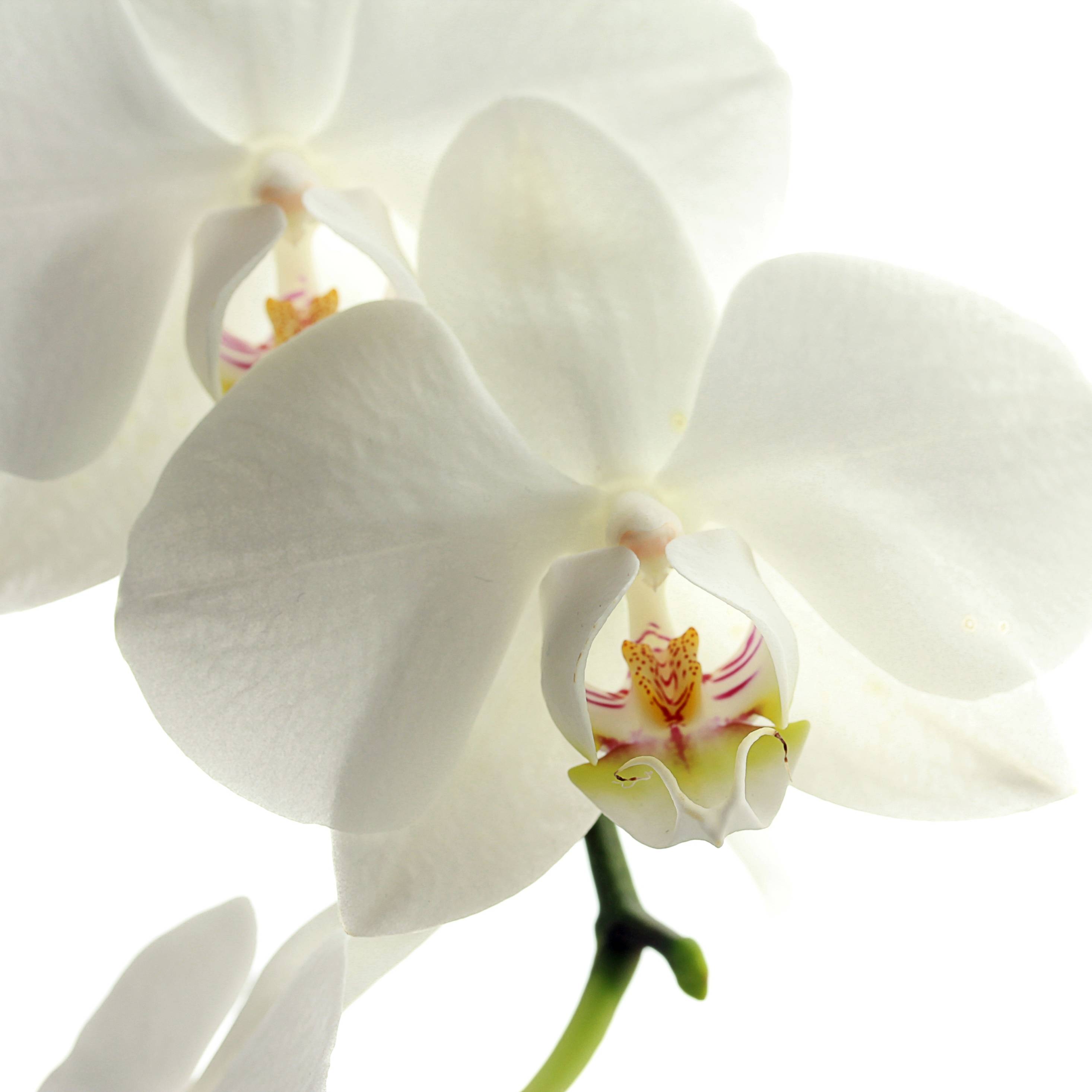 2932x2932 orchid, flower, petals iPad Pro Retina Display Wallpaper, HD Flowers 4K Wallpaper, Image, Photo and Background