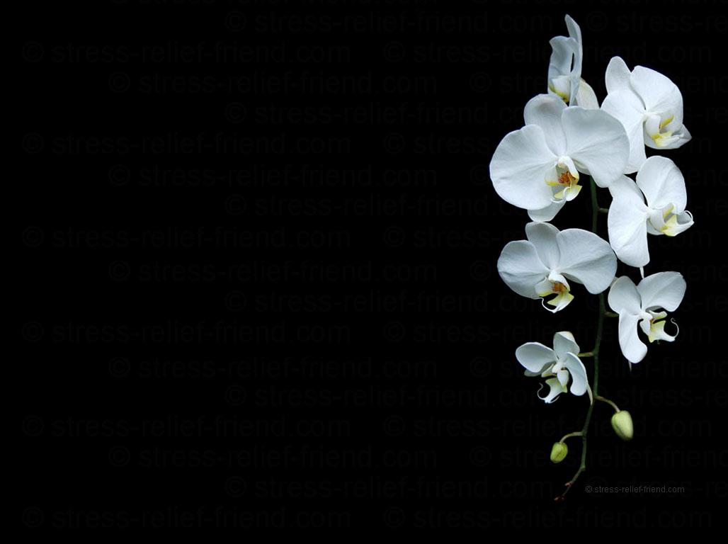 1028x768 Free download orchid wallpaper Wallpaper and Screensaver [1028x768] for your Desktop, Mobile & Tablet. Explore Free Orchid Wallpaper. Purple Orchid Wallpaper, Blue Orchid Wallpaper, Beautiful Orchids Wallpaper