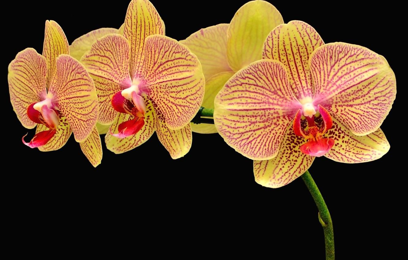 Orange Orchids Wallpapers - Top Free Orange Orchids Backgrounds