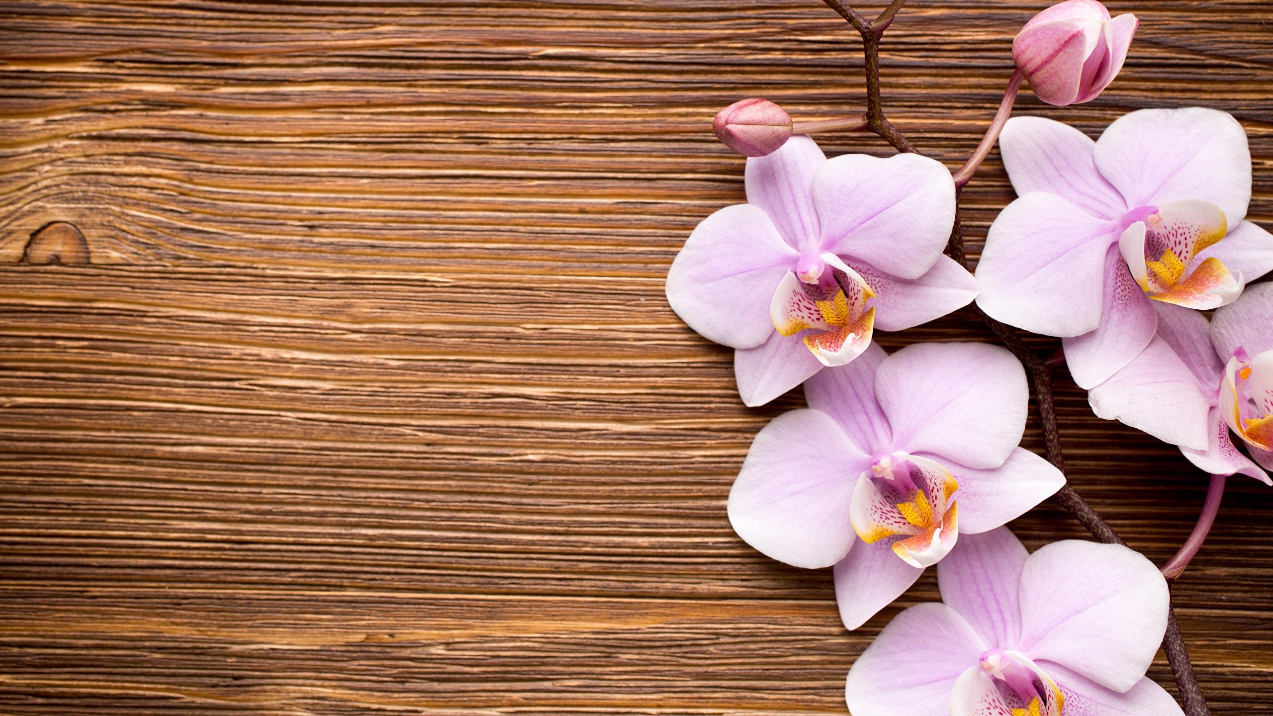 2560x1440 Desktop Wallpaper Orchid flower 2560x1440