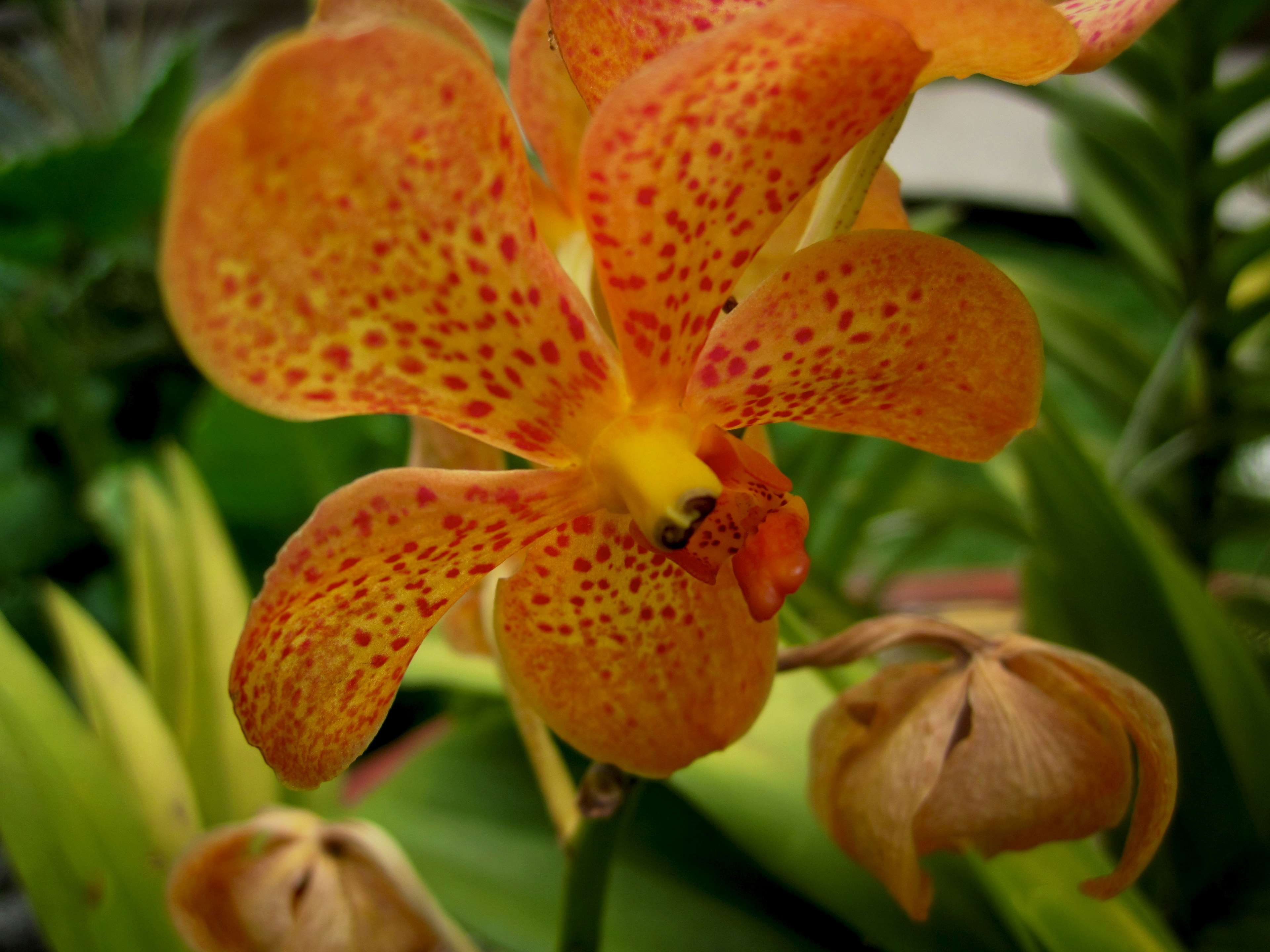 Orange Orchids Wallpapers - Top Free Orange Orchids Backgrounds