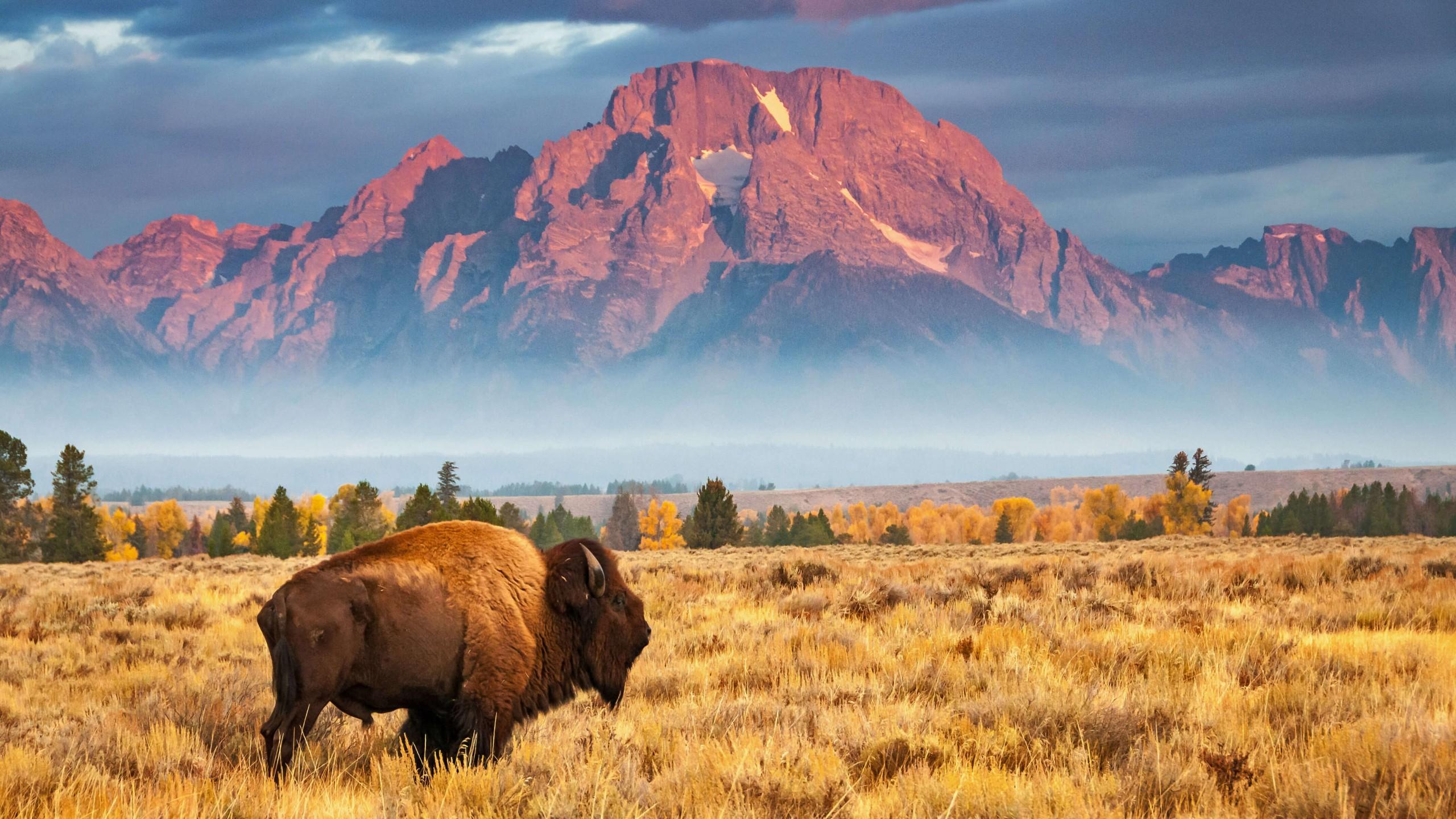2560x1440 Wallpaper bison, Grand Teton National Park, Wyoming, USA, Bing, Microsoft, 4K, OS