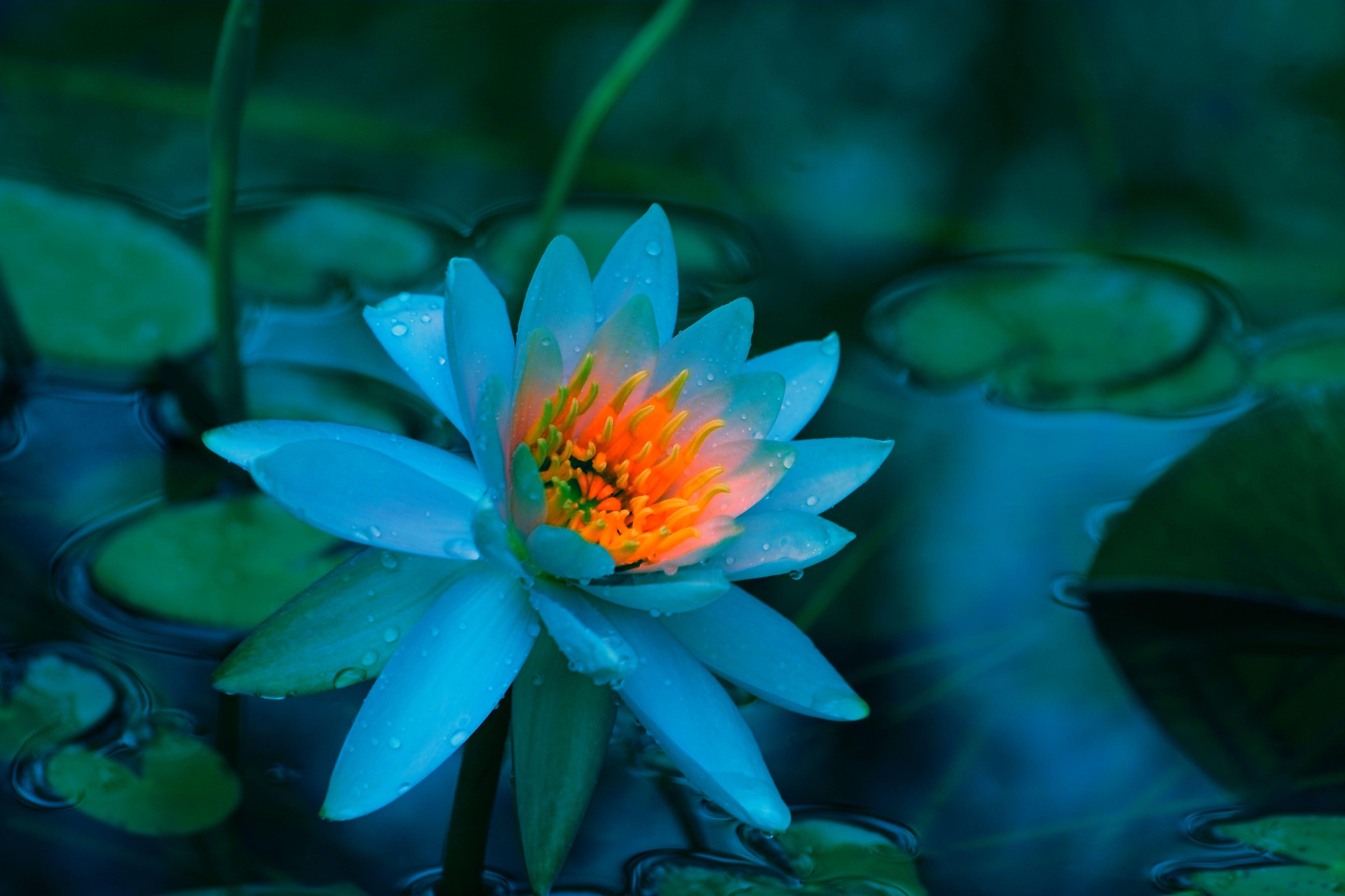 Blue Lotus Wallpapers - Top Free Blue Lotus Backgrounds - WallpaperAccess