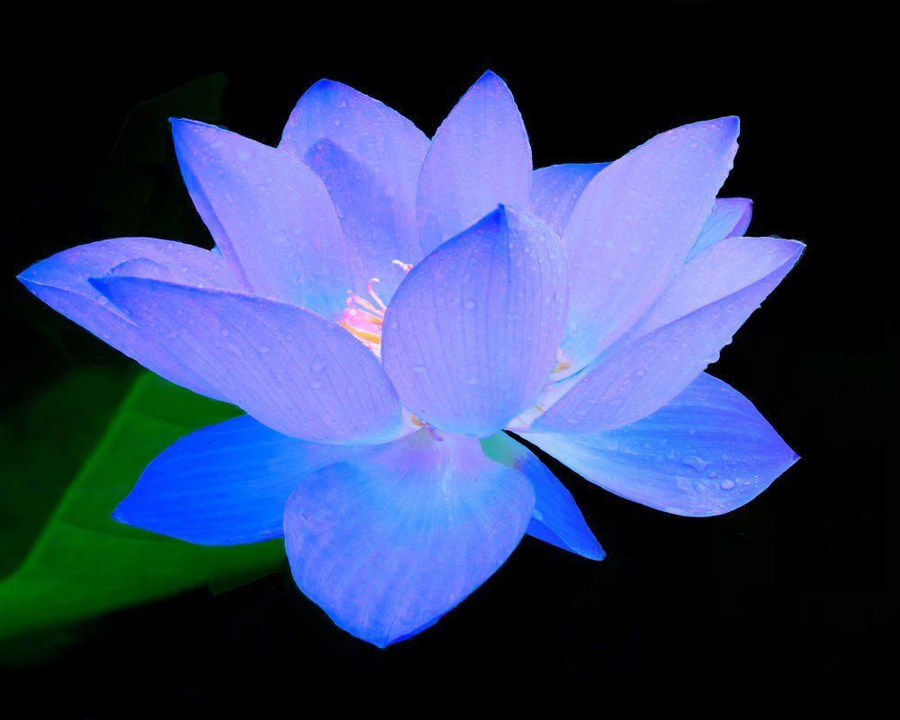 Premium AI Image  Blue lotus flower wallpapers that are free for your  desktop