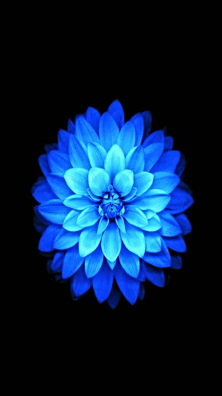 Blue Lotus Wallpapers - Top Free Blue Lotus Backgrounds - WallpaperAccess