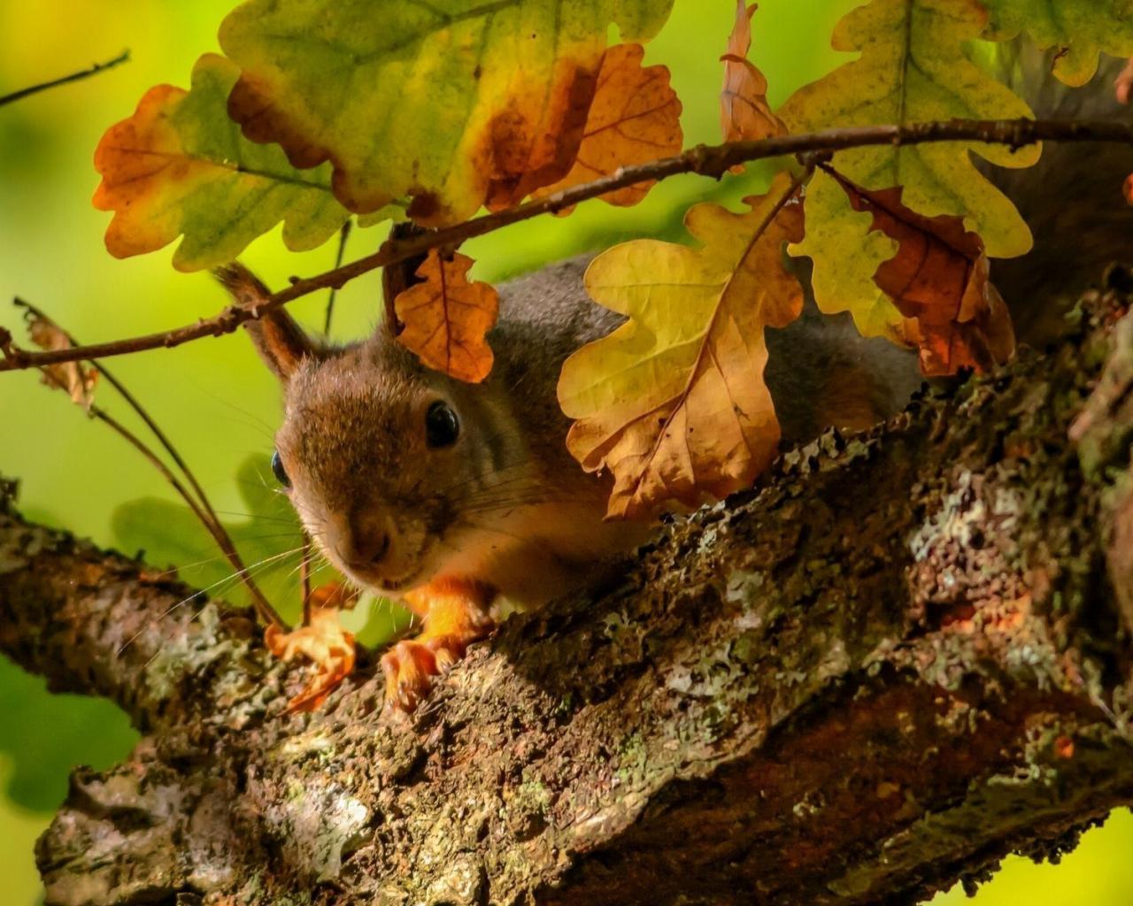 1280x1024 Free download Squirrel on the oak tree wallpaper Animal wallpaper 27553 [1920x1200] for your Desktop, Mobile & Tablet. Explore Oak Tree Wallpaper. Tree Background Wallpaper, Wallpaper with Trees, Desktop Wallpaper Trees