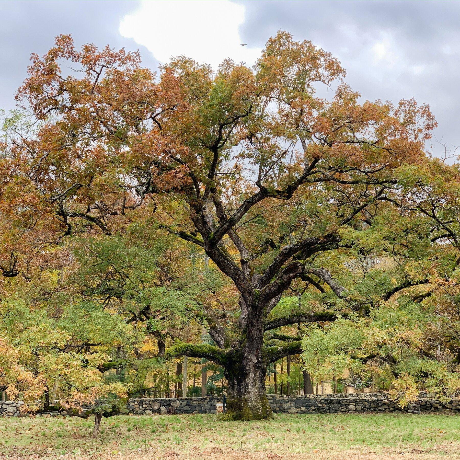 1800x1800 Why You Should Plant Oaks